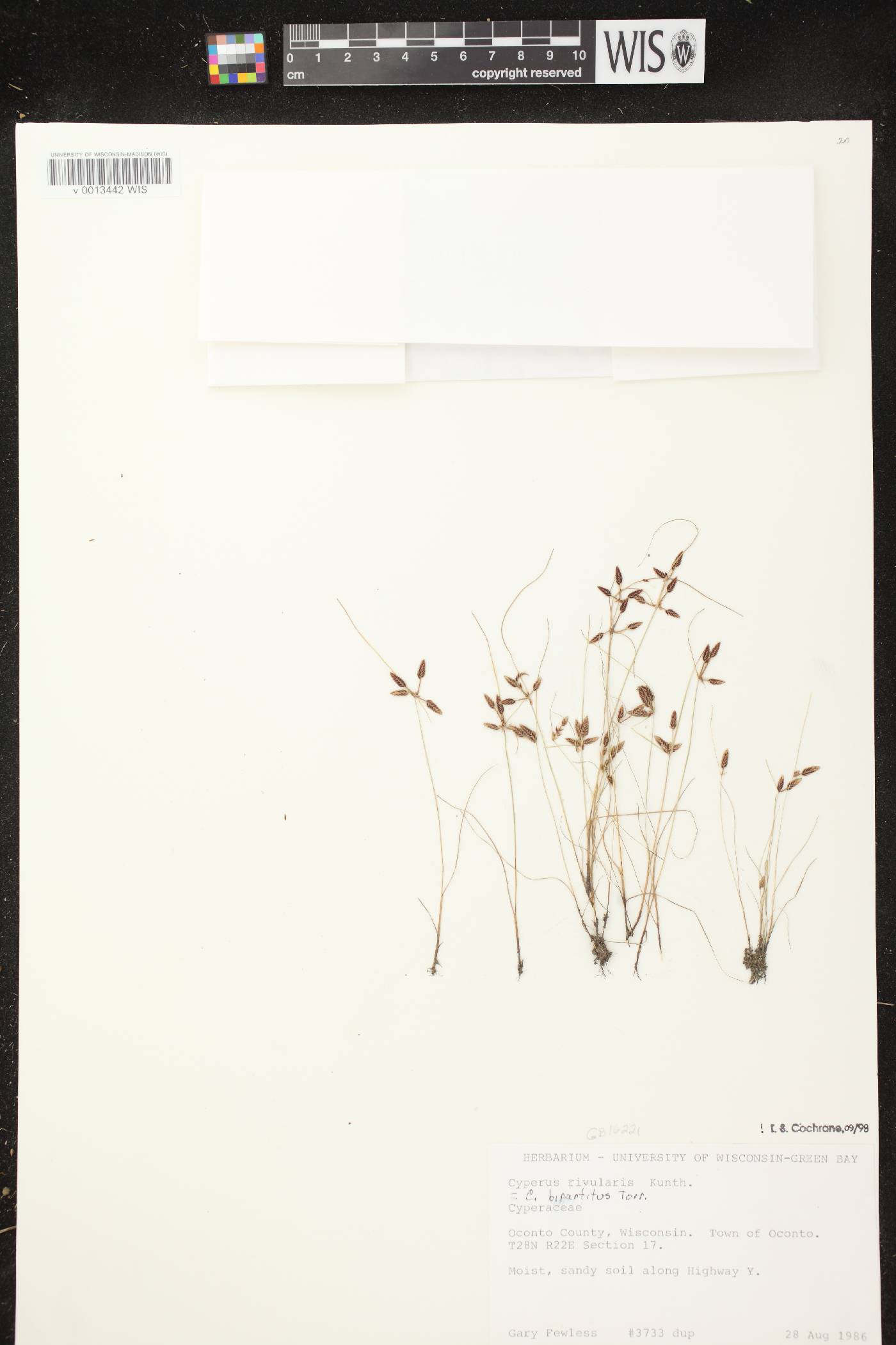 Cyperus bipartitus image