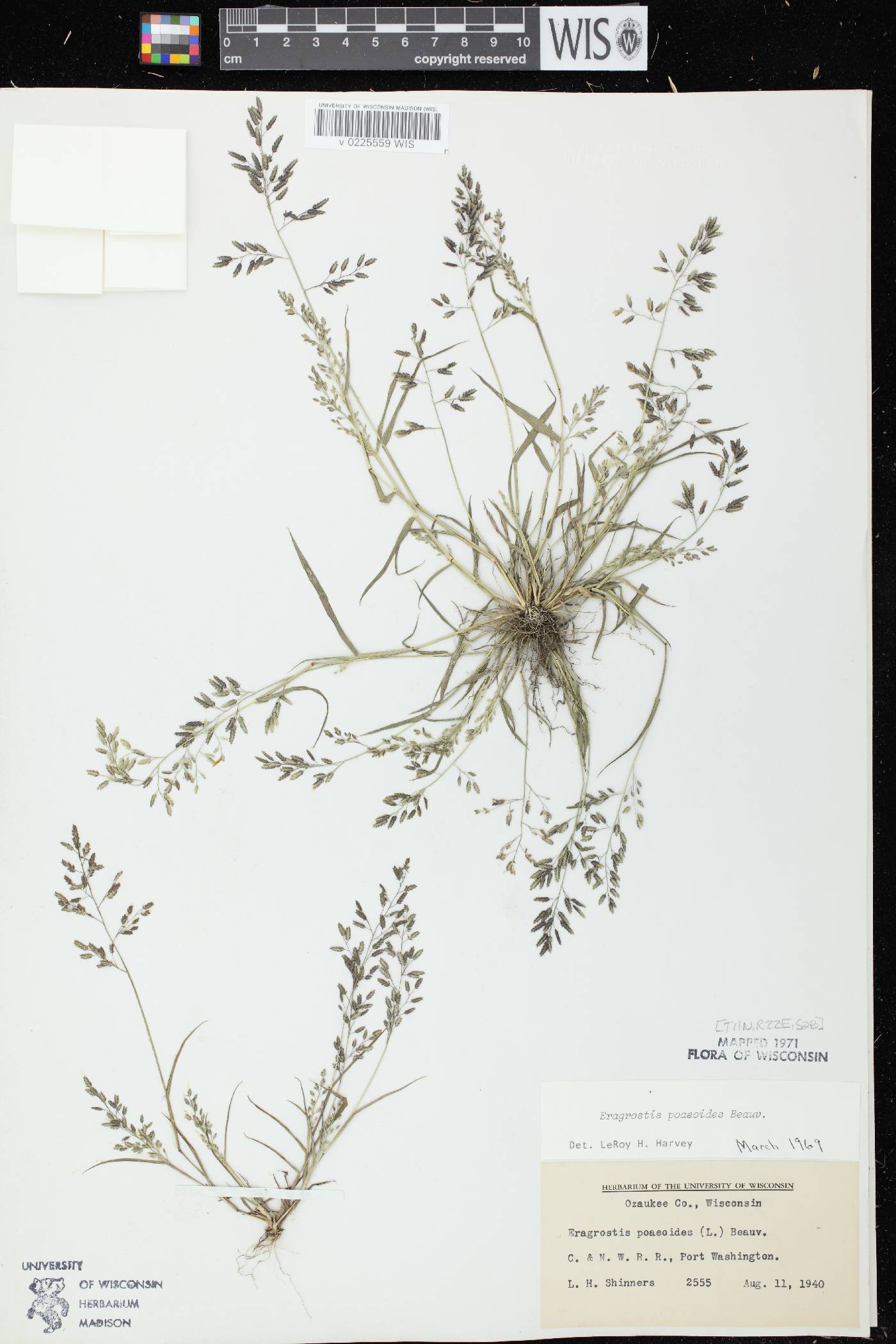 Eragrostis minor image