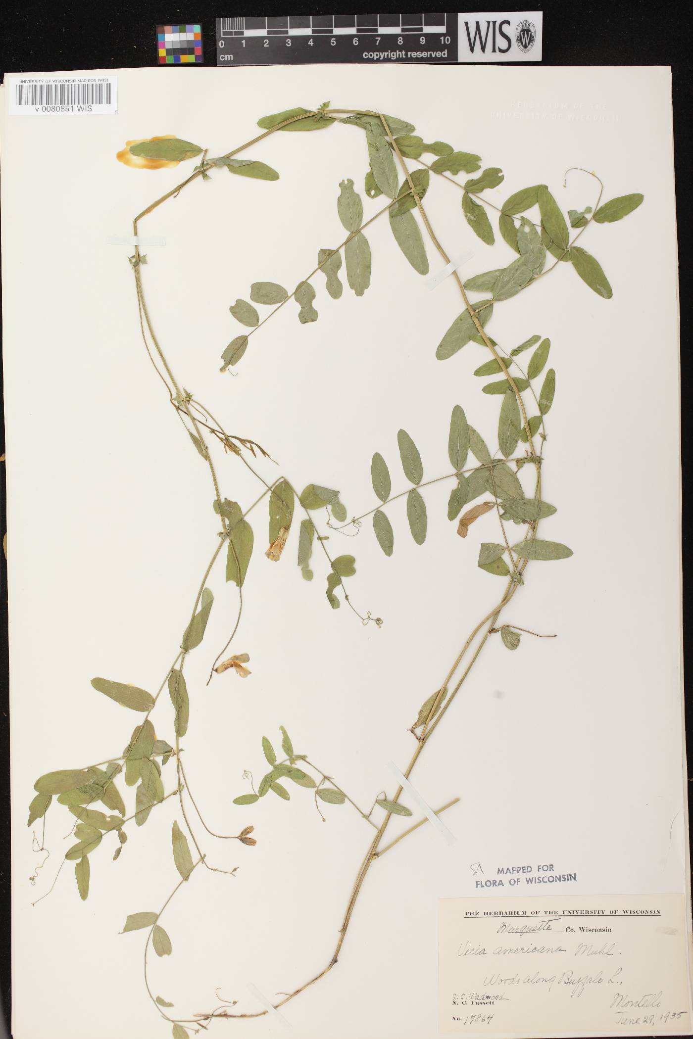 Vicia americana subsp. americana image
