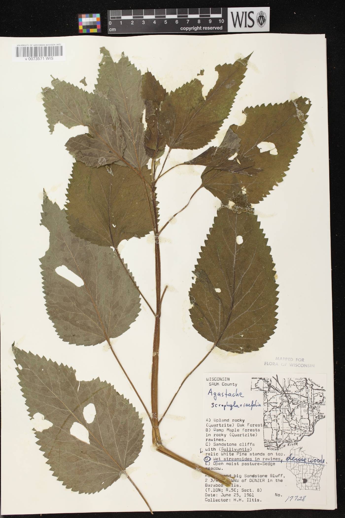 Agastache scrophulariifolia image