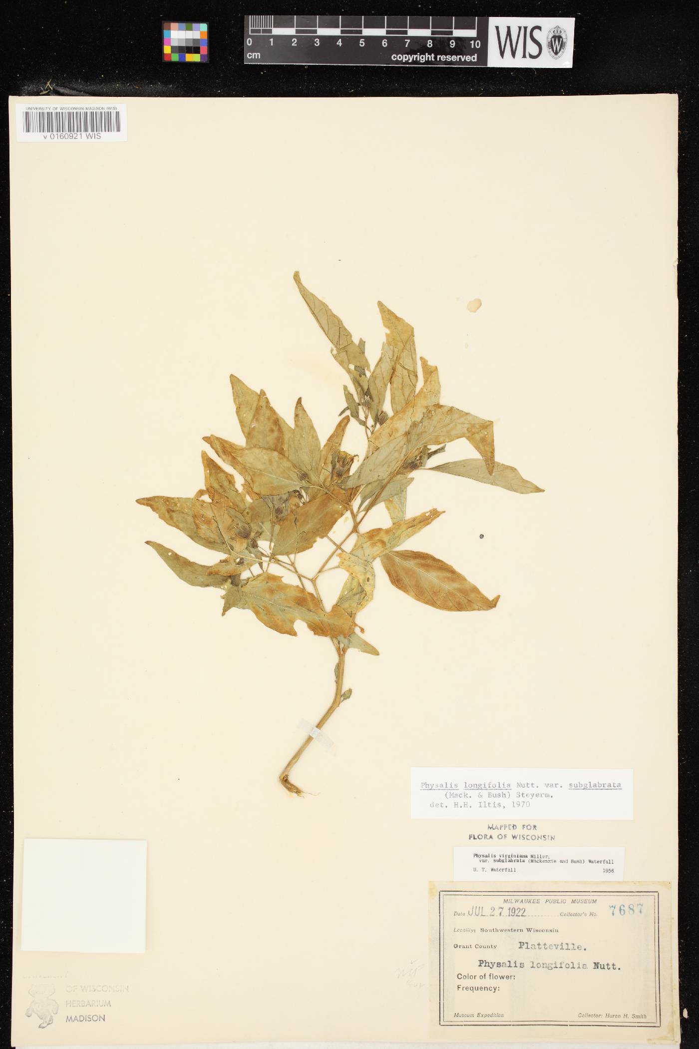 Physalis longifolia image