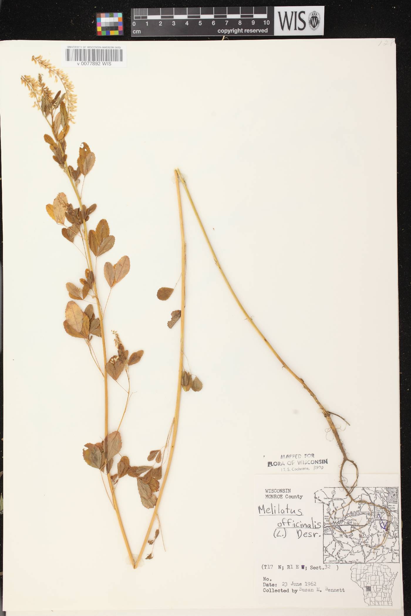 Melilotus officinalis image