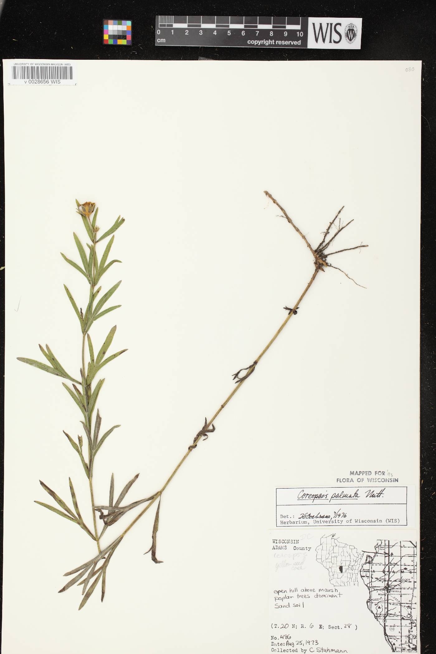 Coreopsis palmata image