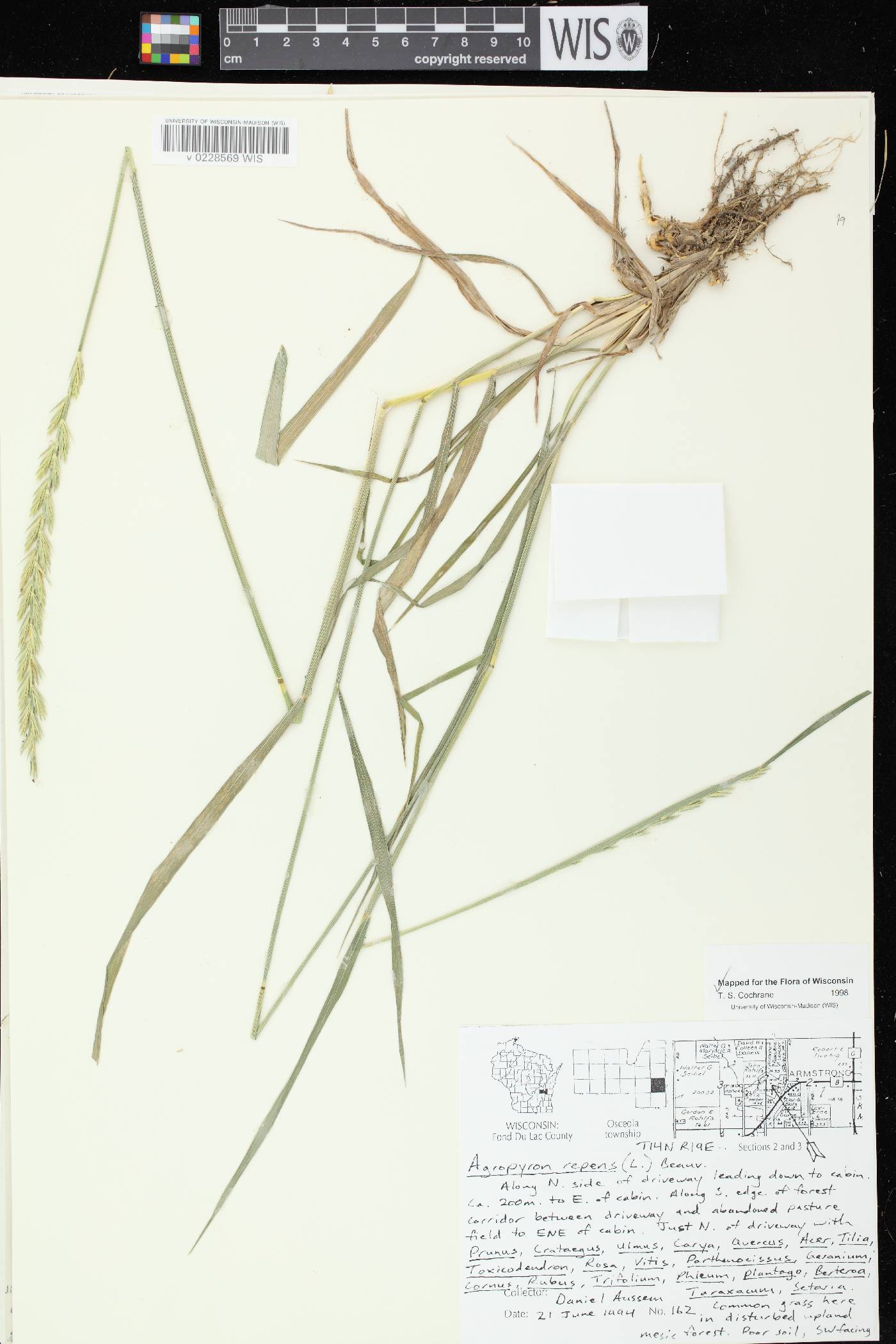 Elymus repens image