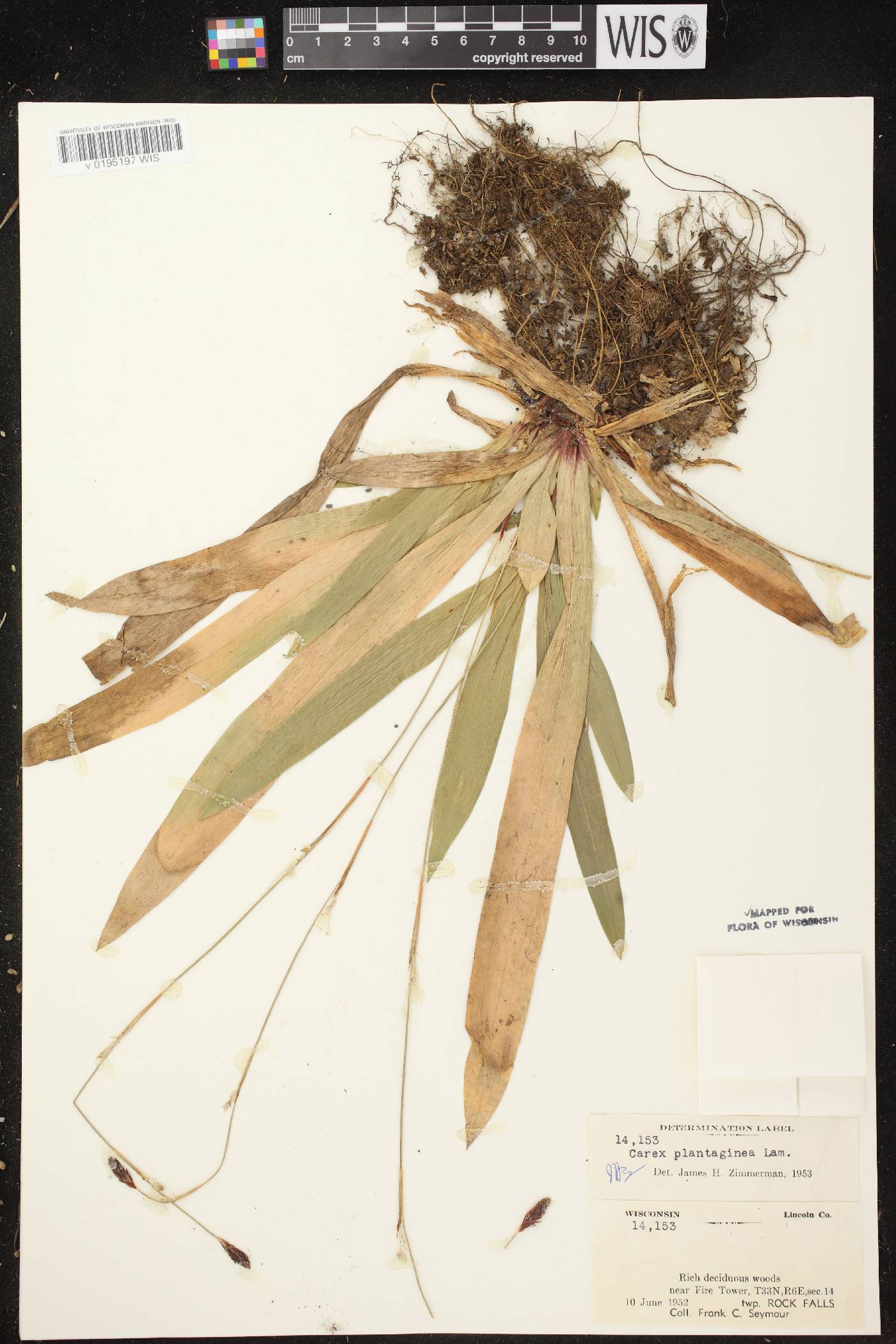 Carex plantaginea image