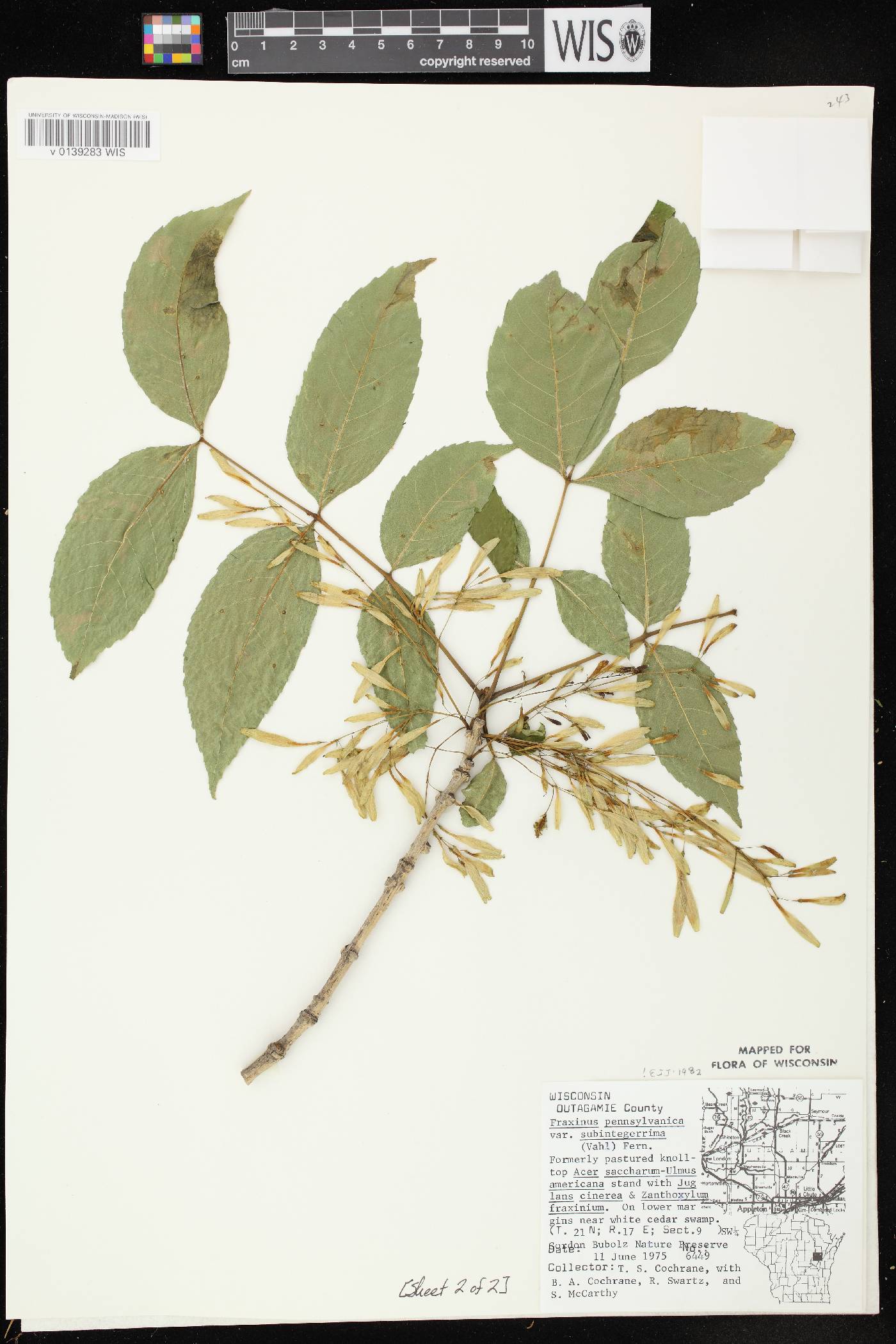 Fraxinus pennsylvanica image