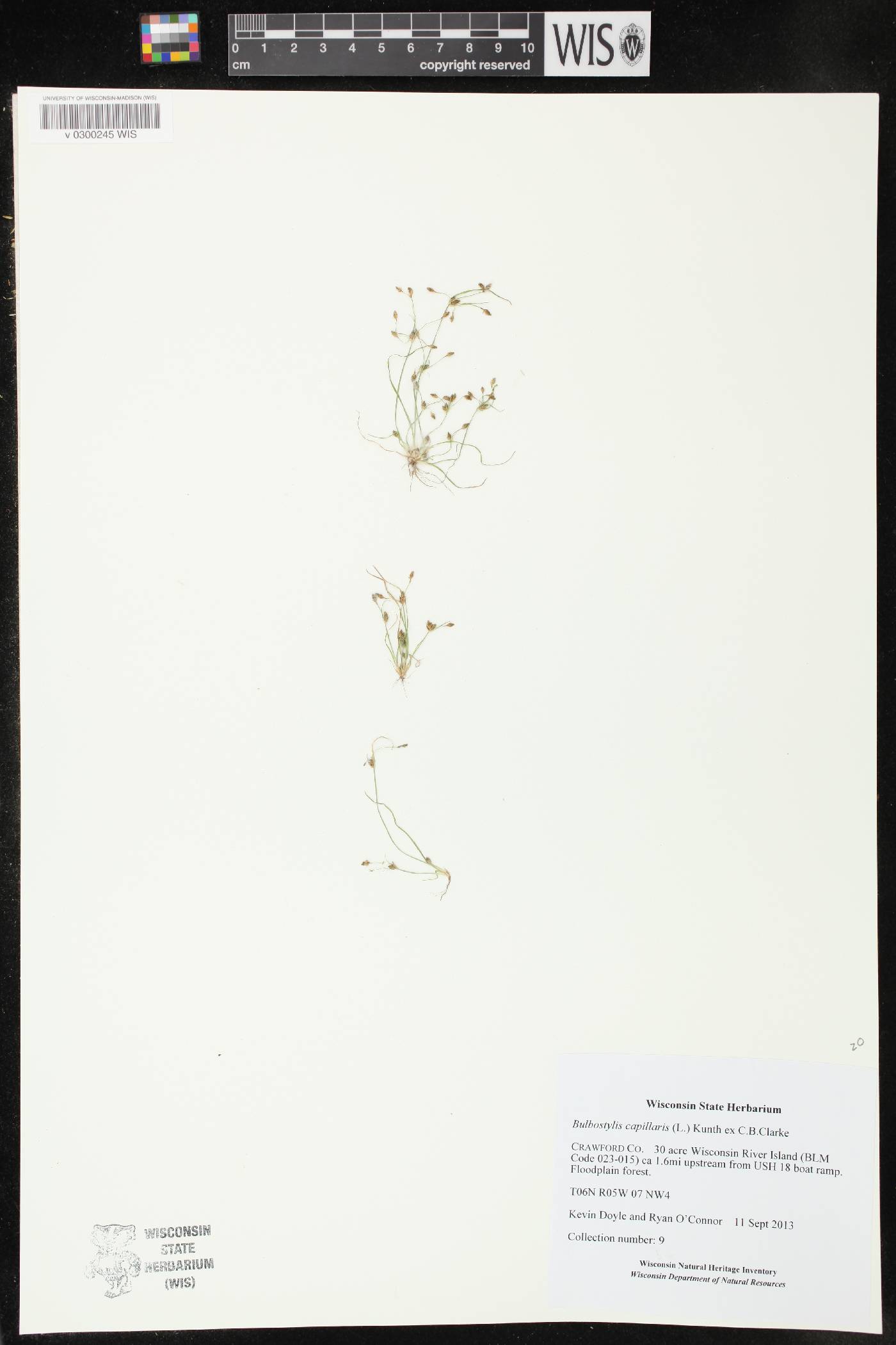 Bulbostylis capillaris image