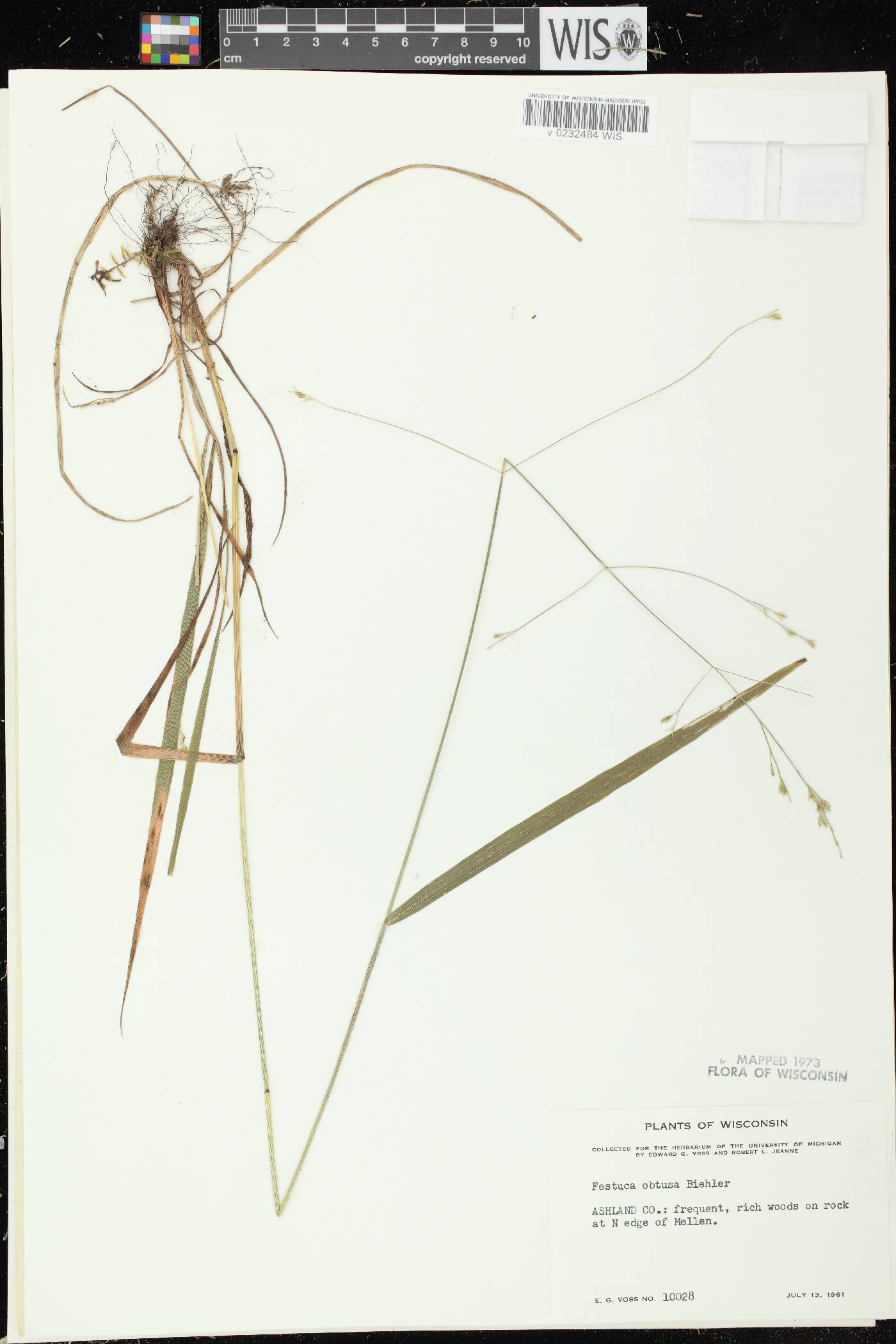 Festuca subverticillata image