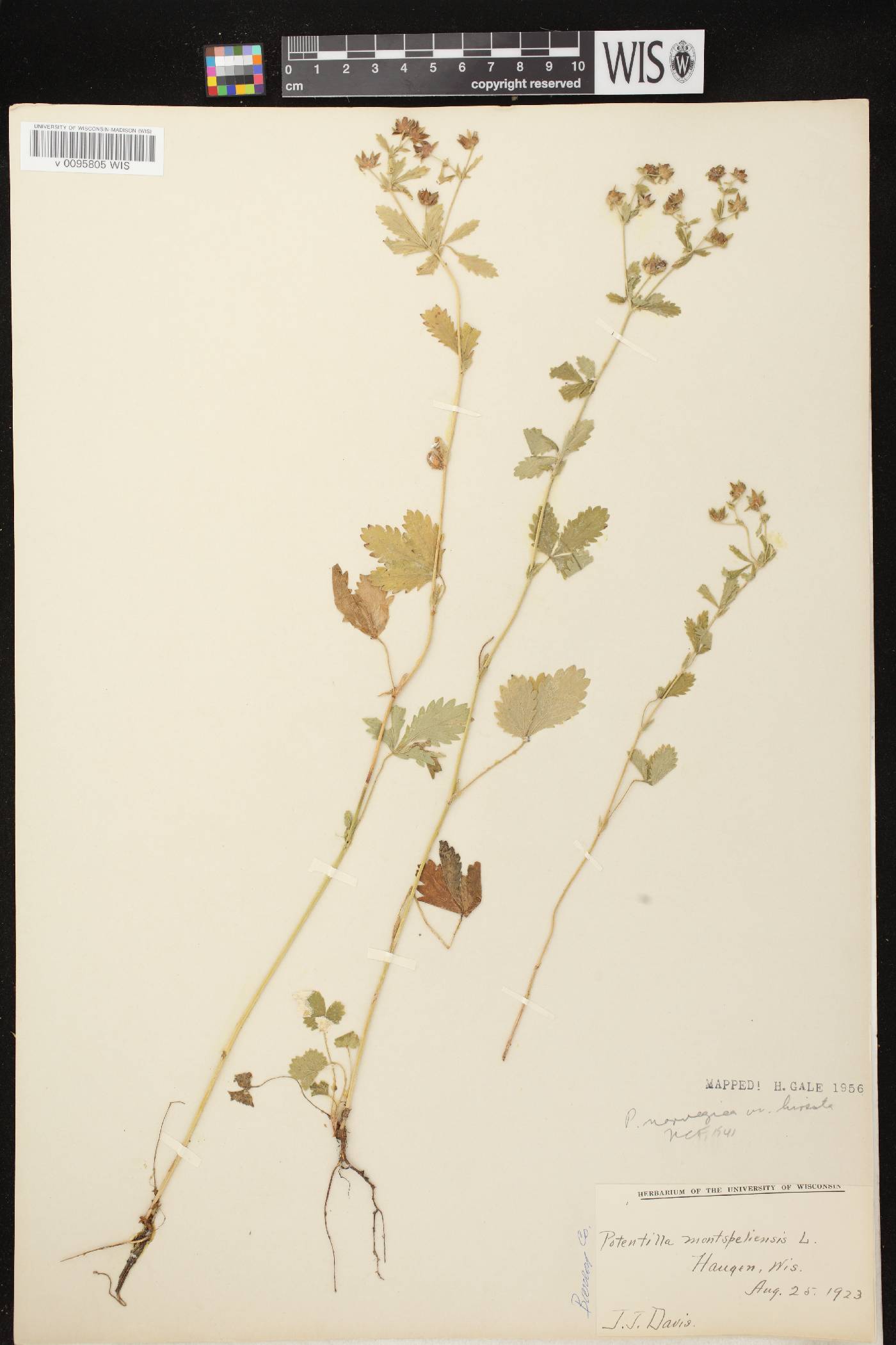 Potentilla norvegica image