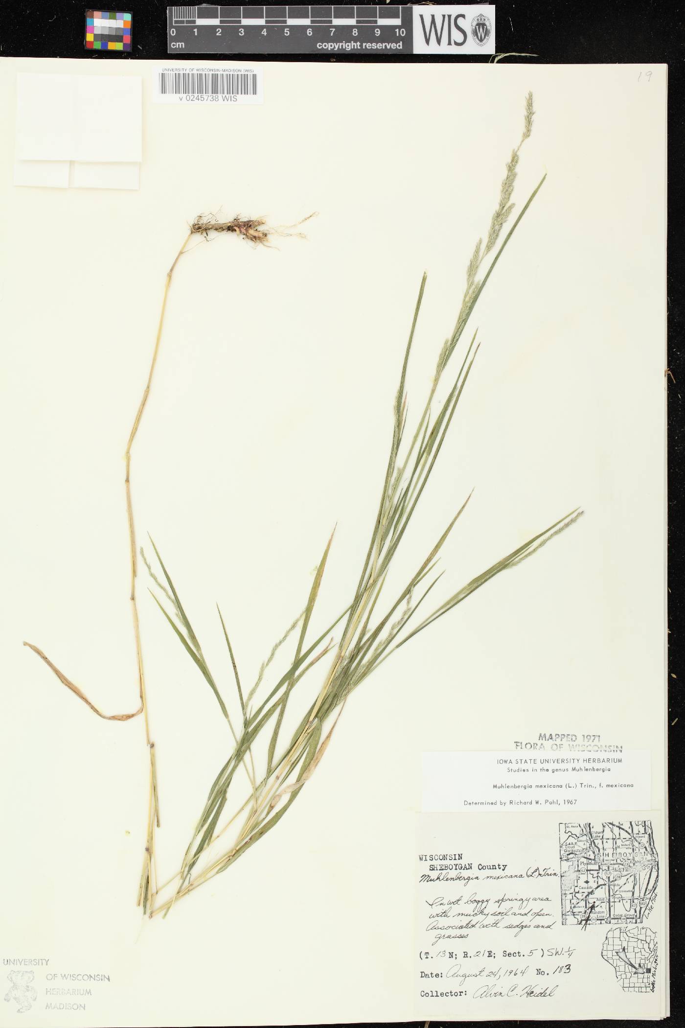 Muhlenbergia mexicana image