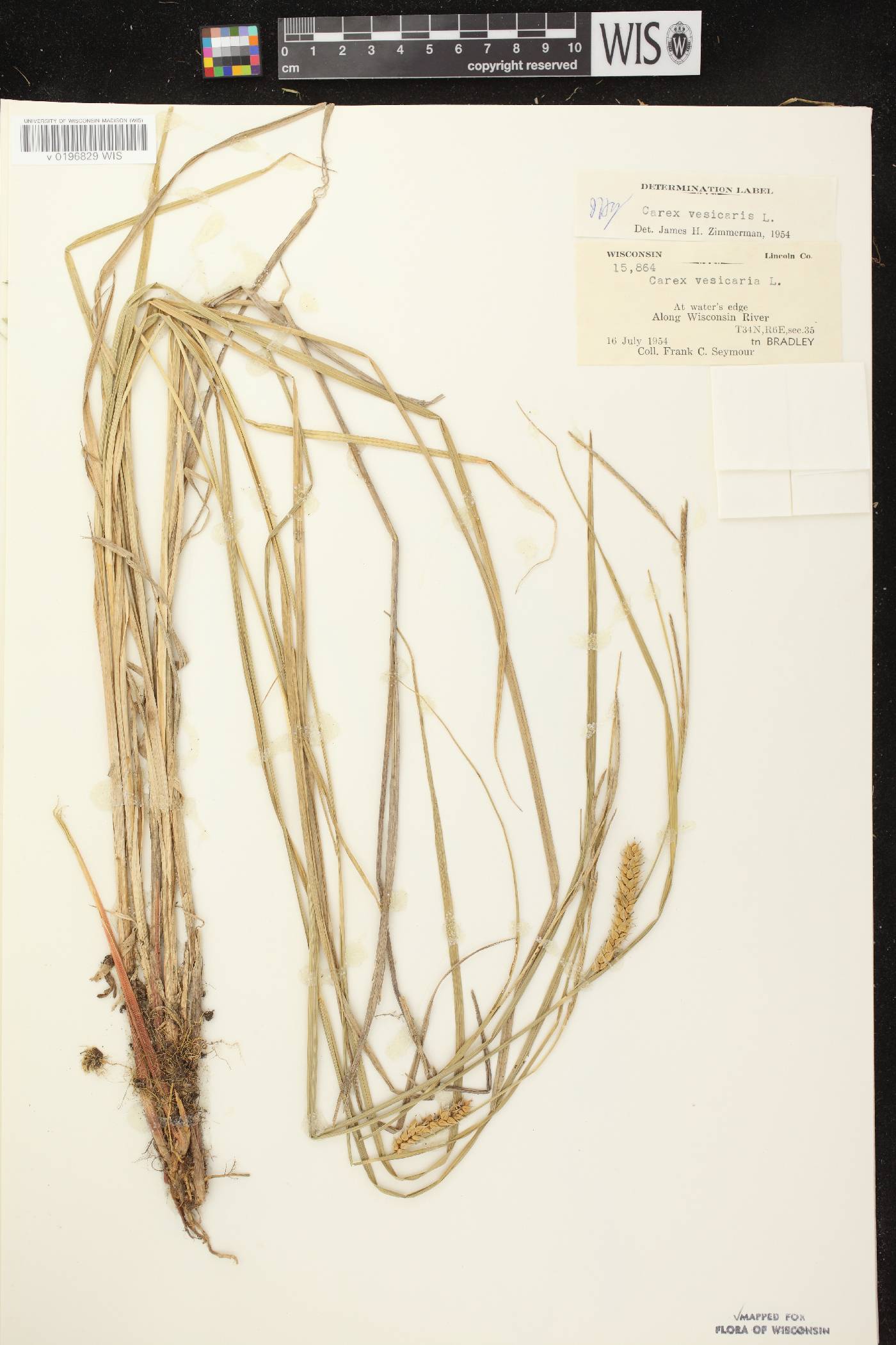 Carex vesicaria image