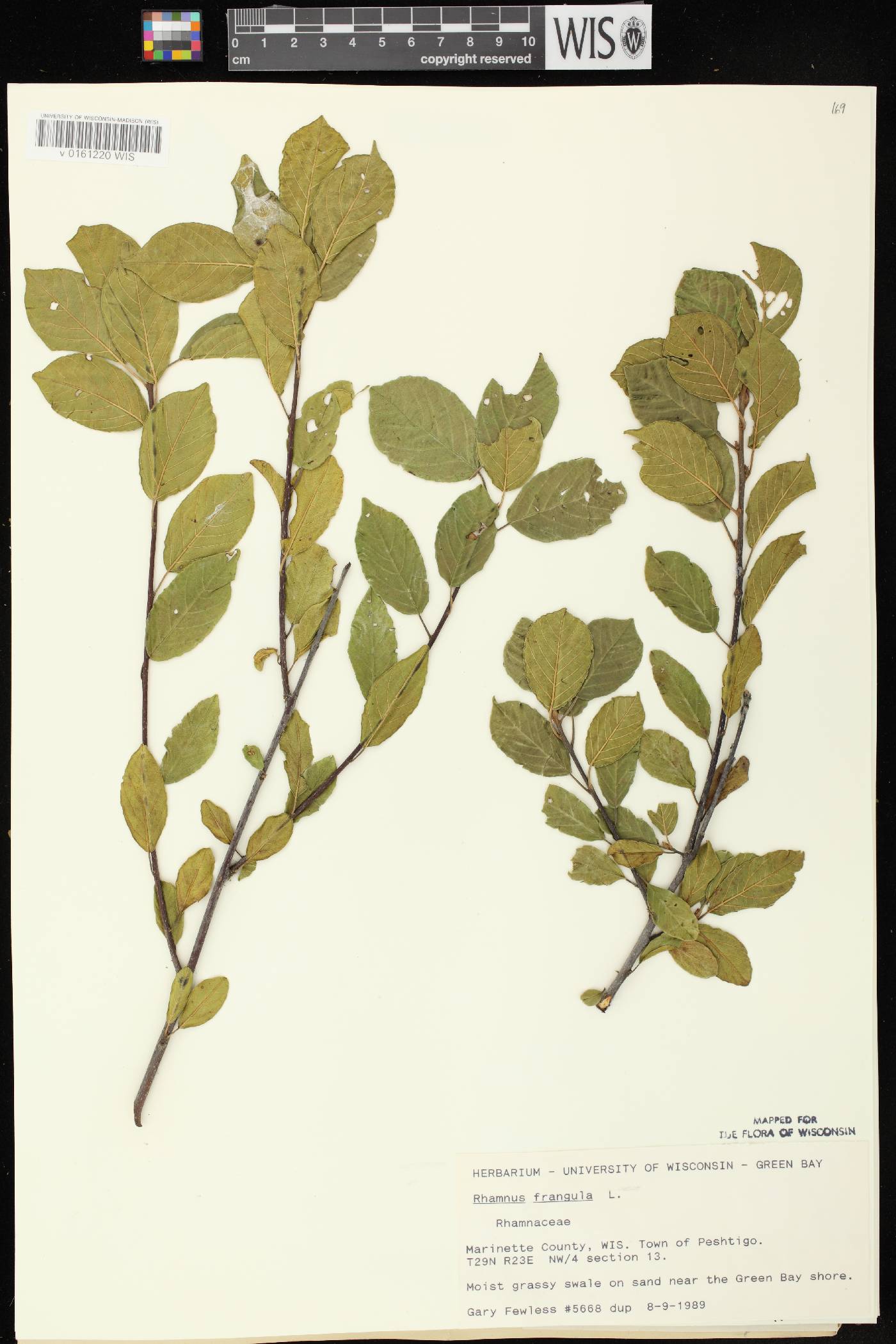 Frangula alnus image