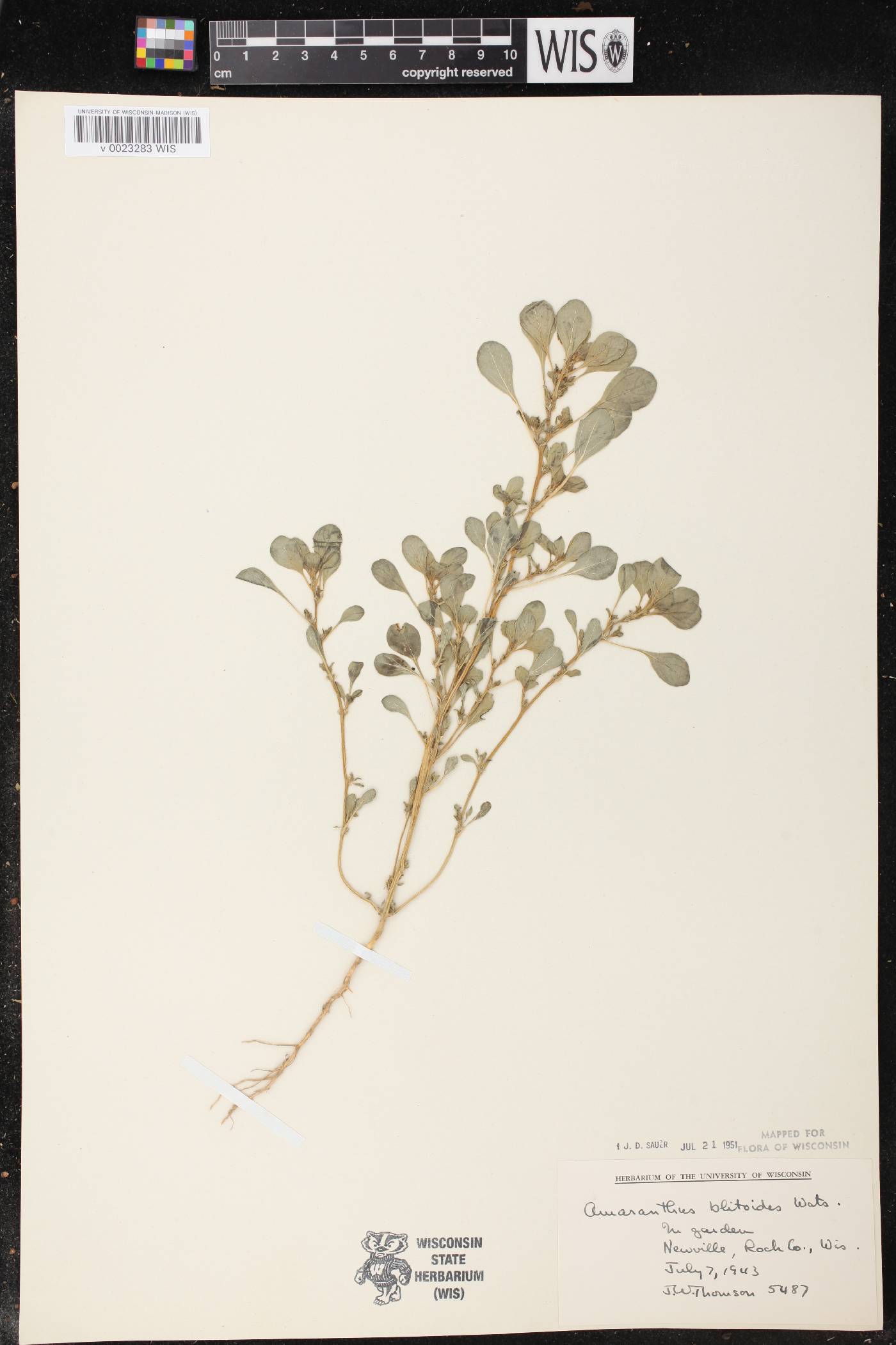 Amaranthus blitoides image