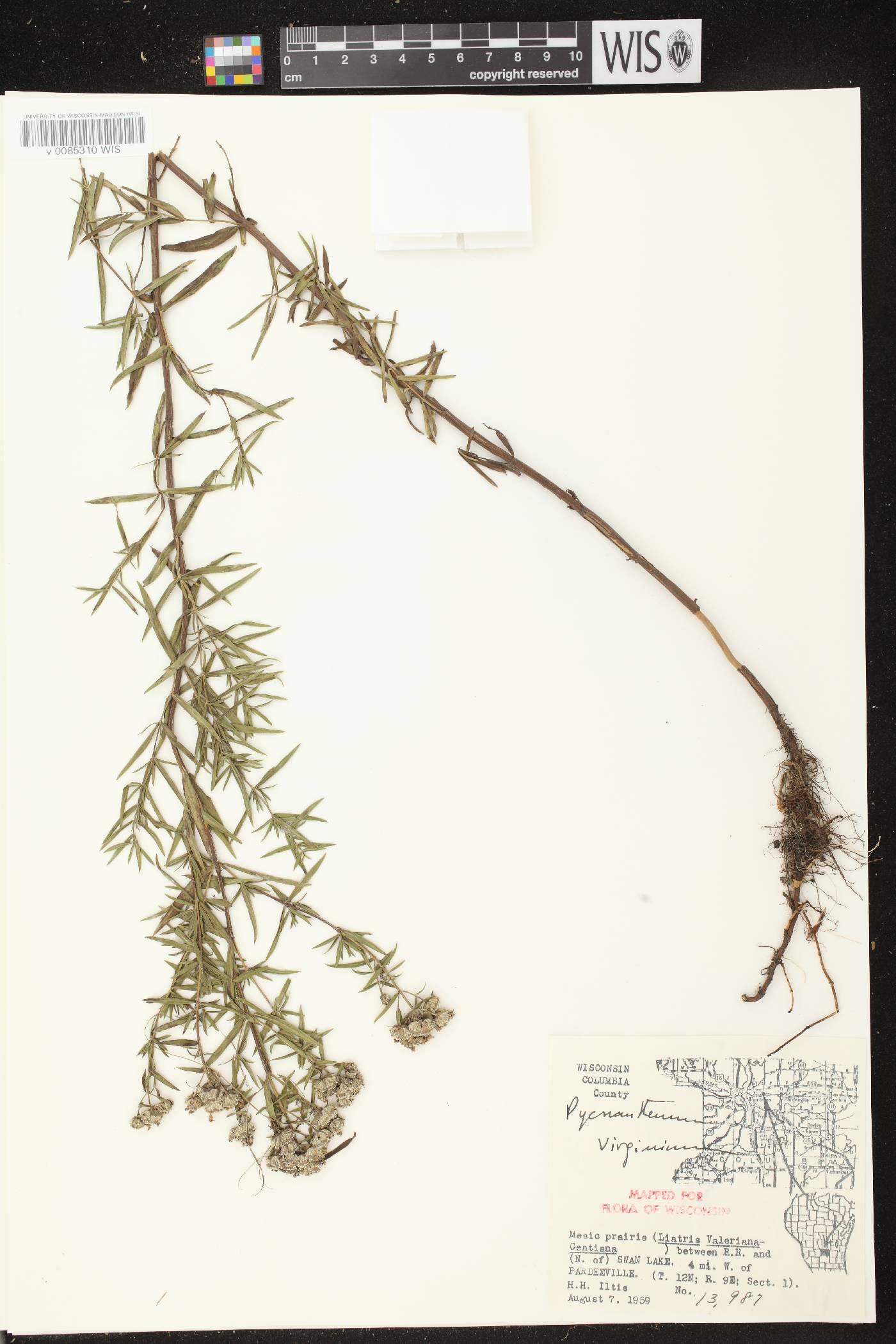 Pycnanthemum virginianum image