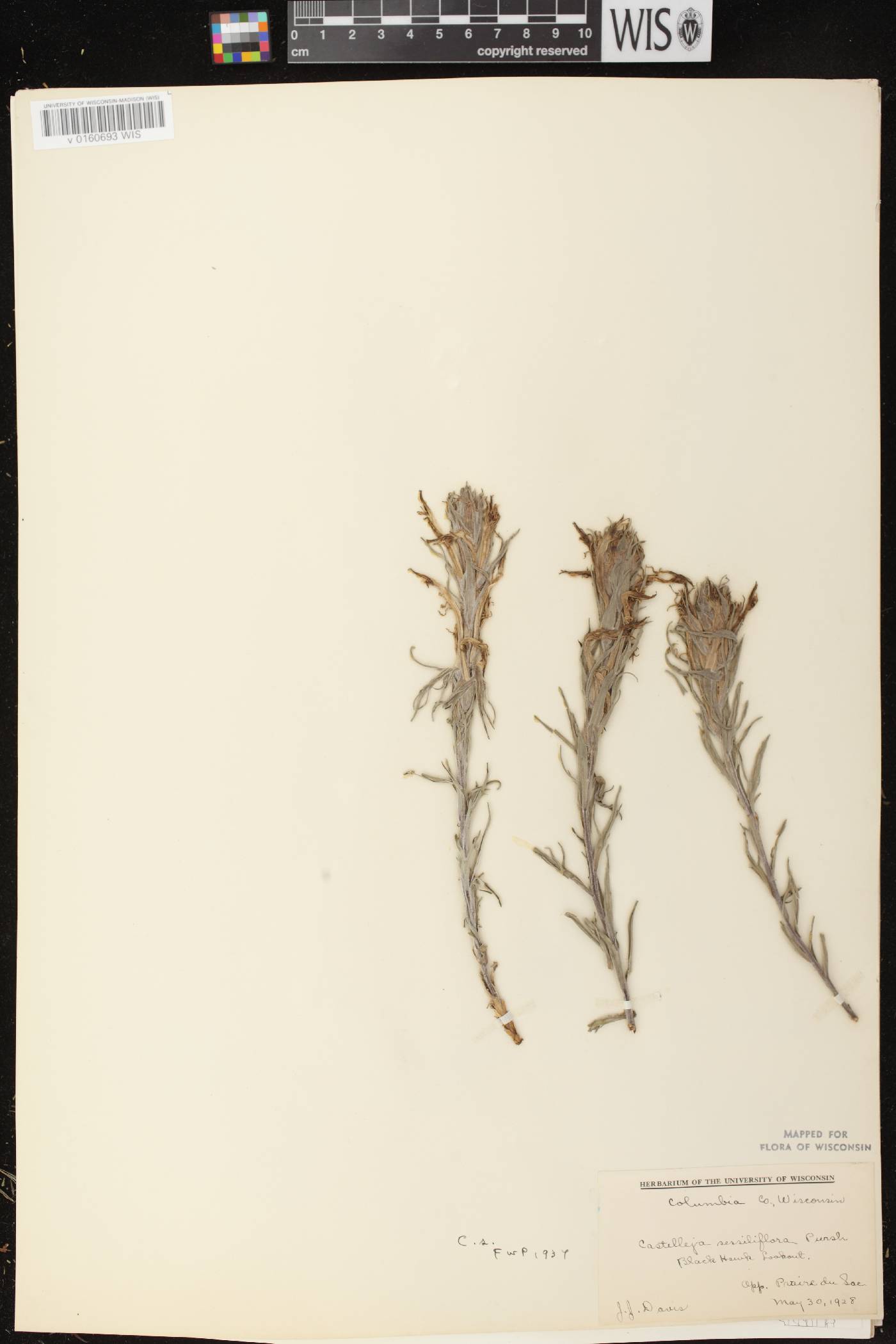 Castilleja sessiliflora image