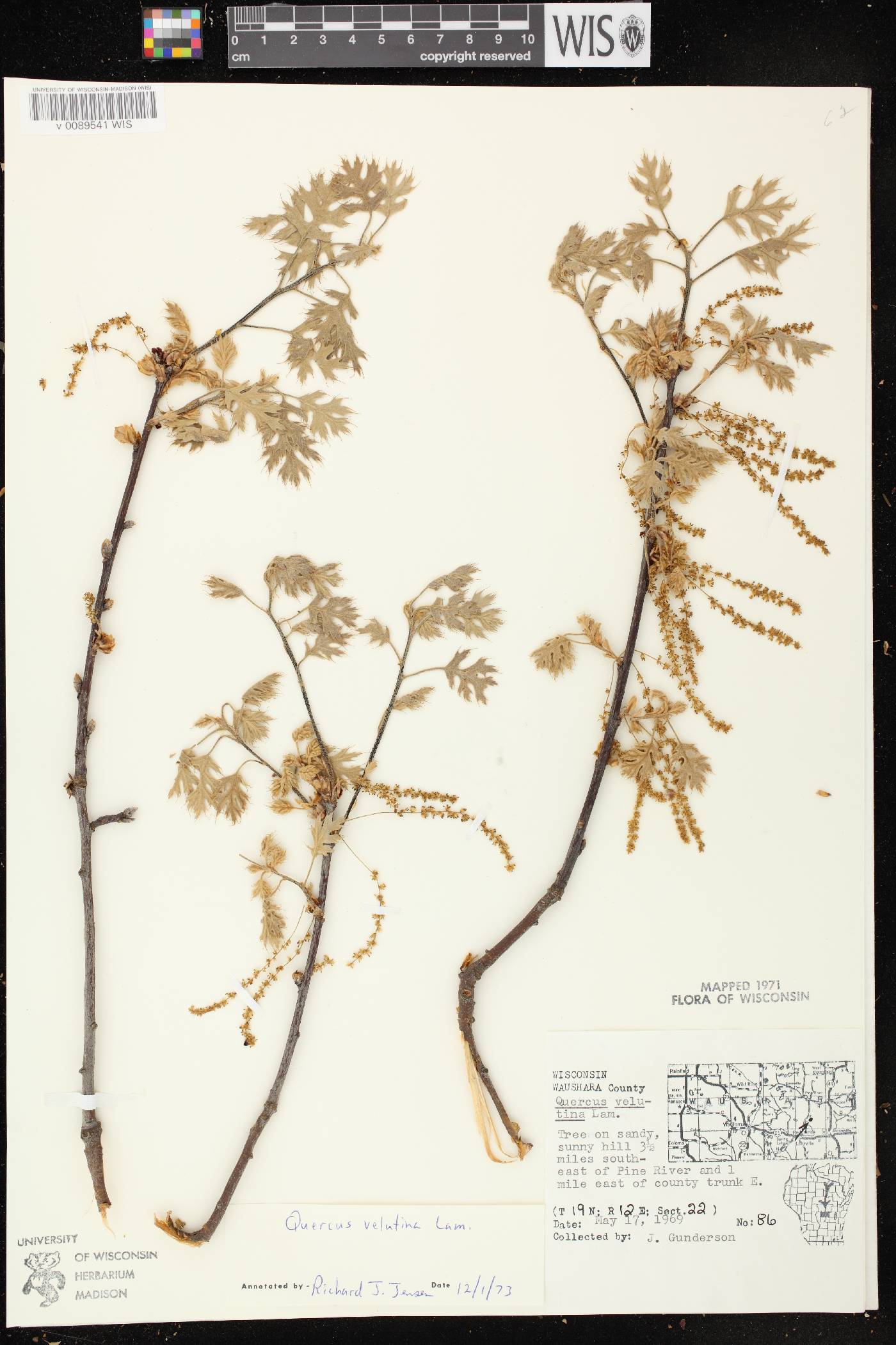 Quercus velutina image