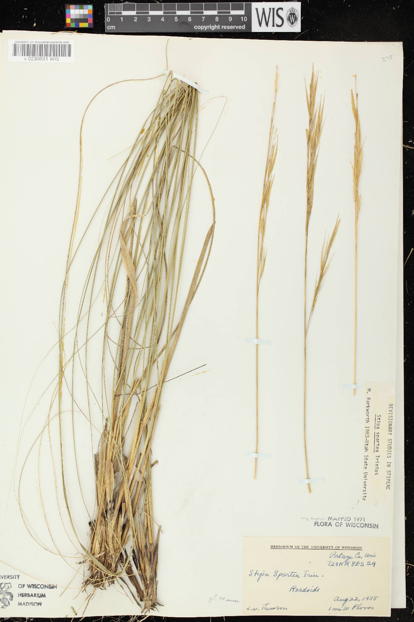 Hesperostipa spartea image