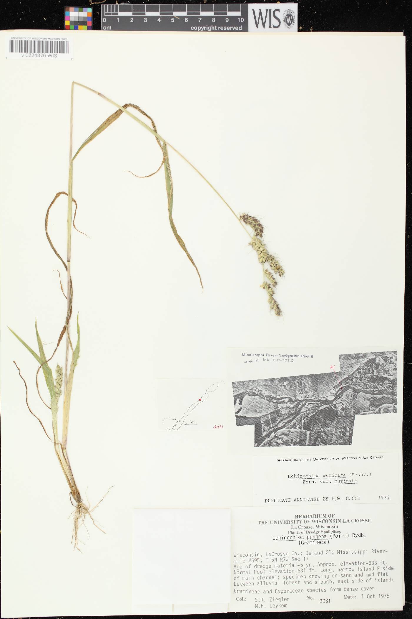 Echinochloa muricata var. muricata image