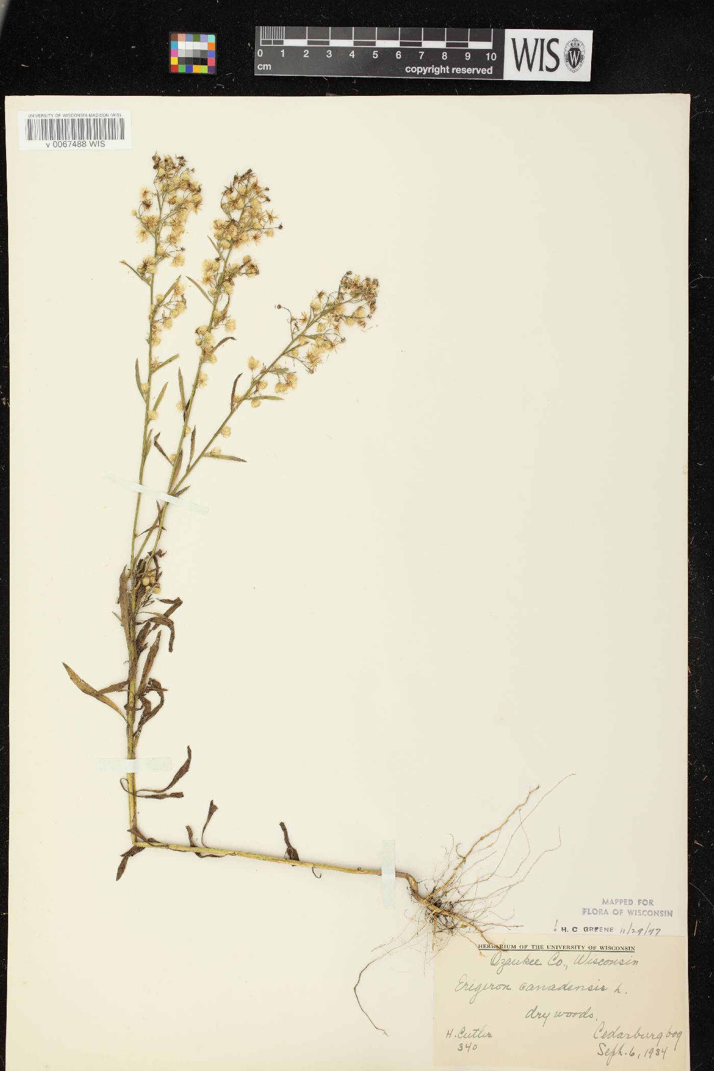 Conyza canadensis image