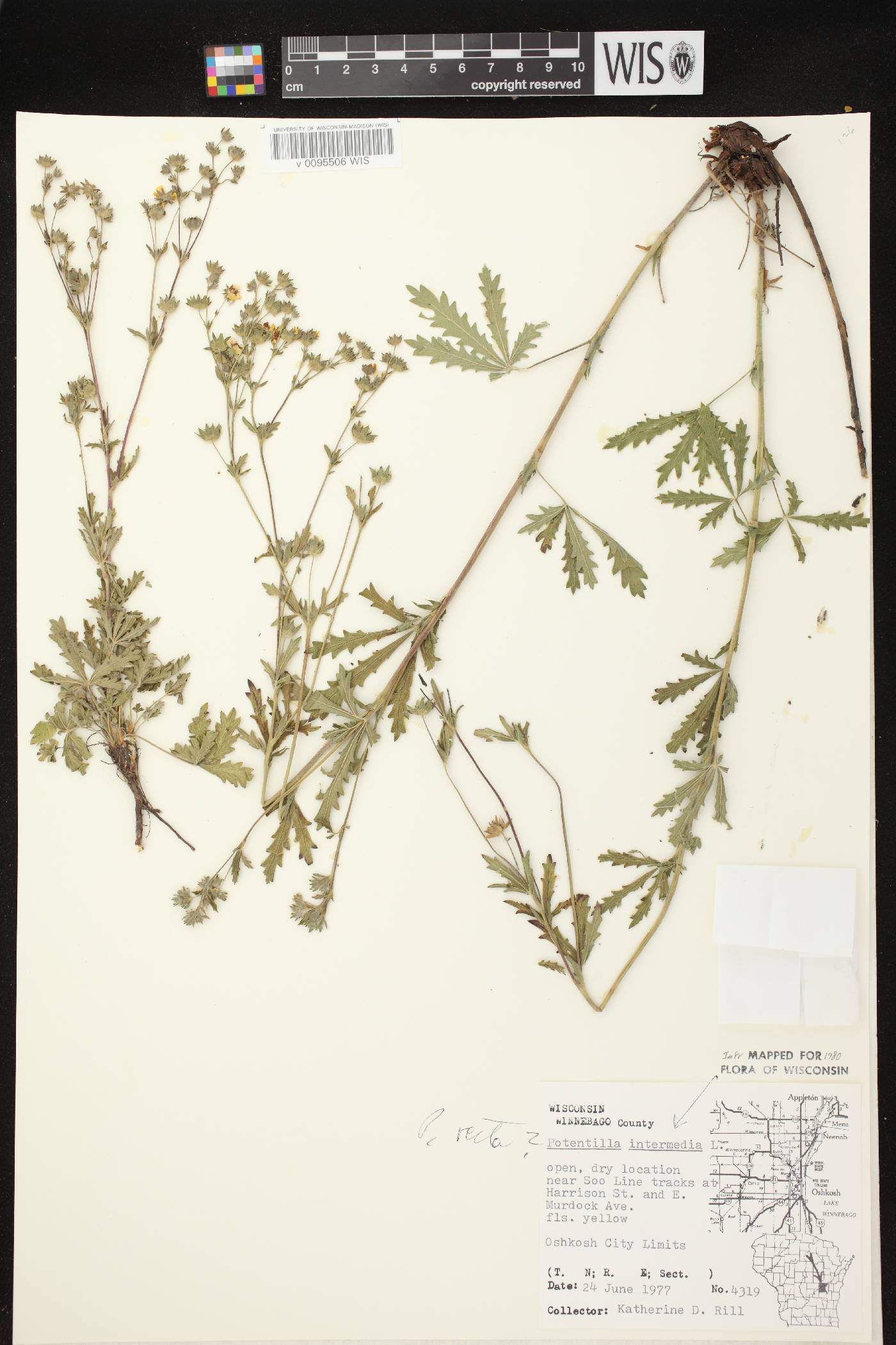 Potentilla inclinata image