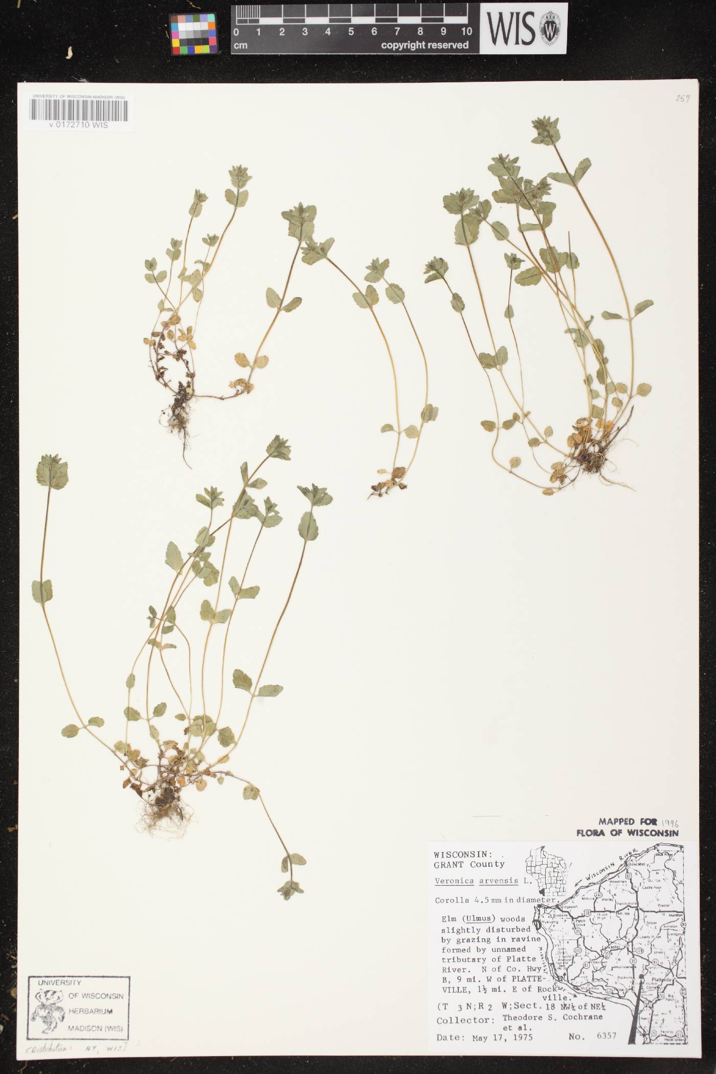 Veronica arvensis image