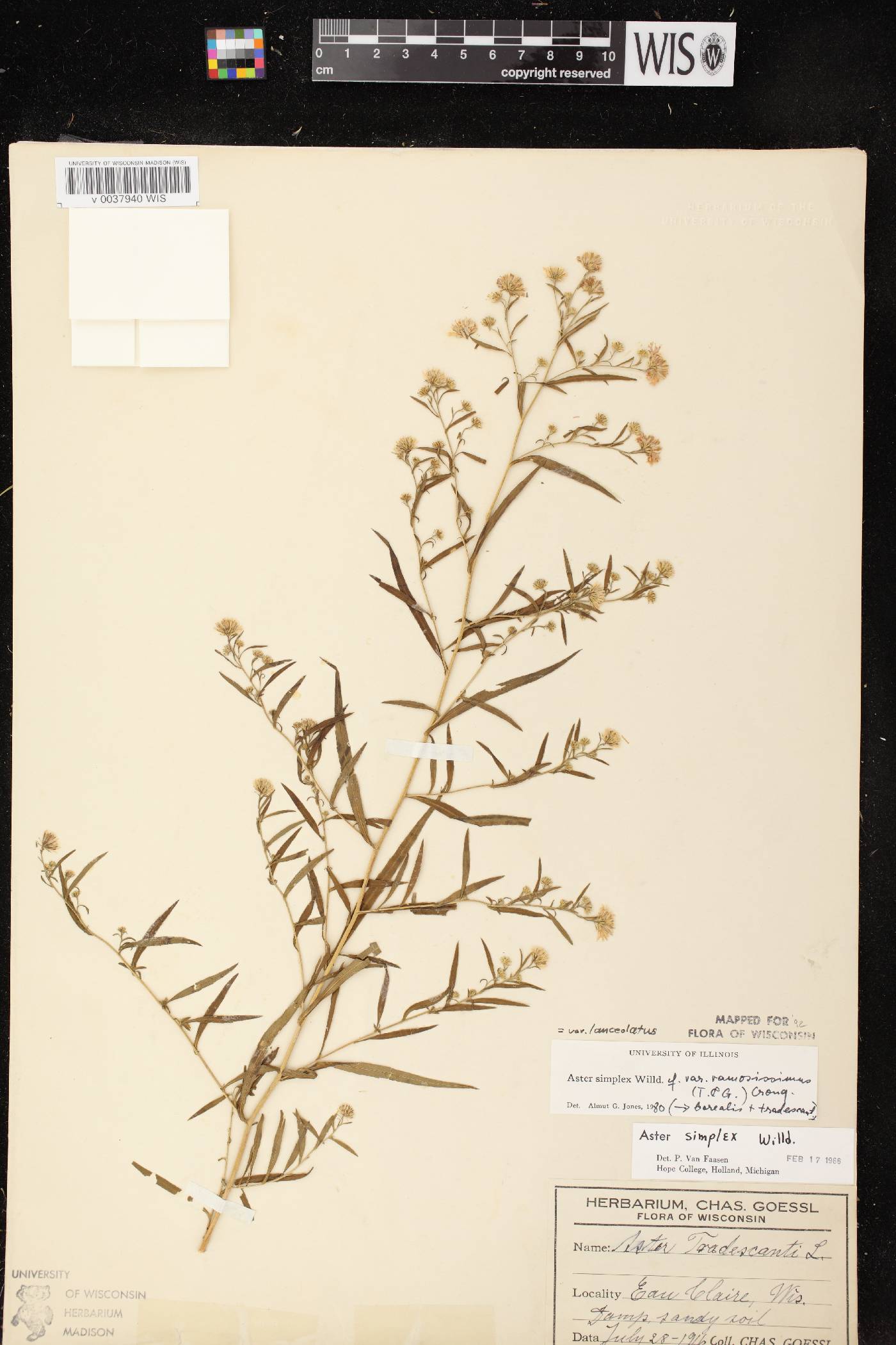 Symphyotrichum lanceolatum var. lanceolatum image