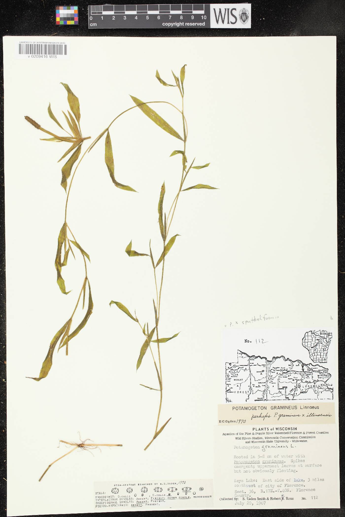 Potamogeton x spathuliformis image
