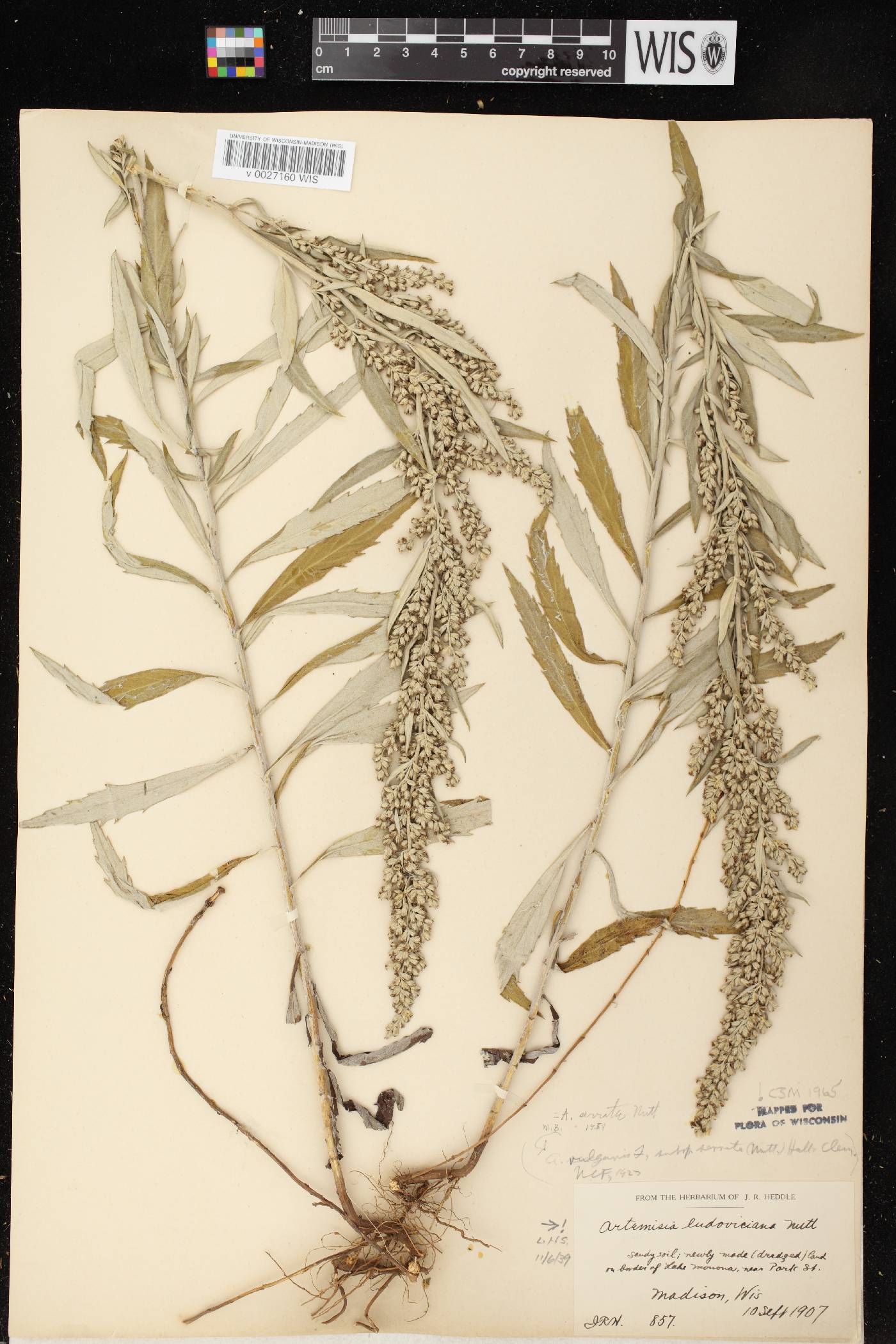 Artemisia serrata image
