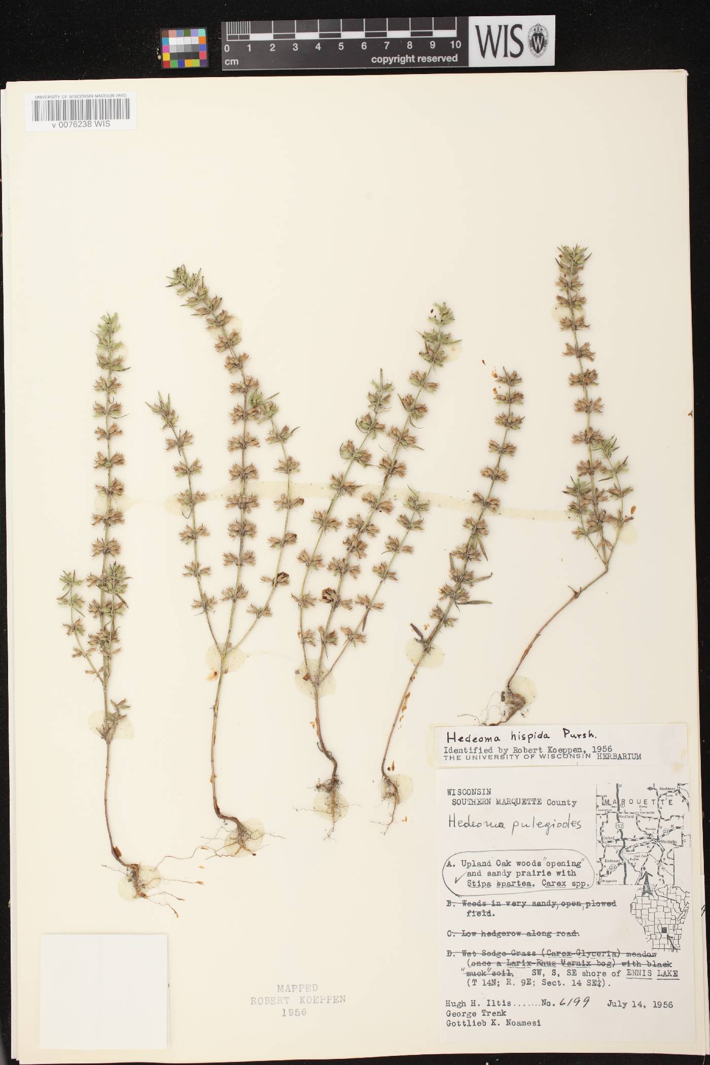 Hedeoma hispida image