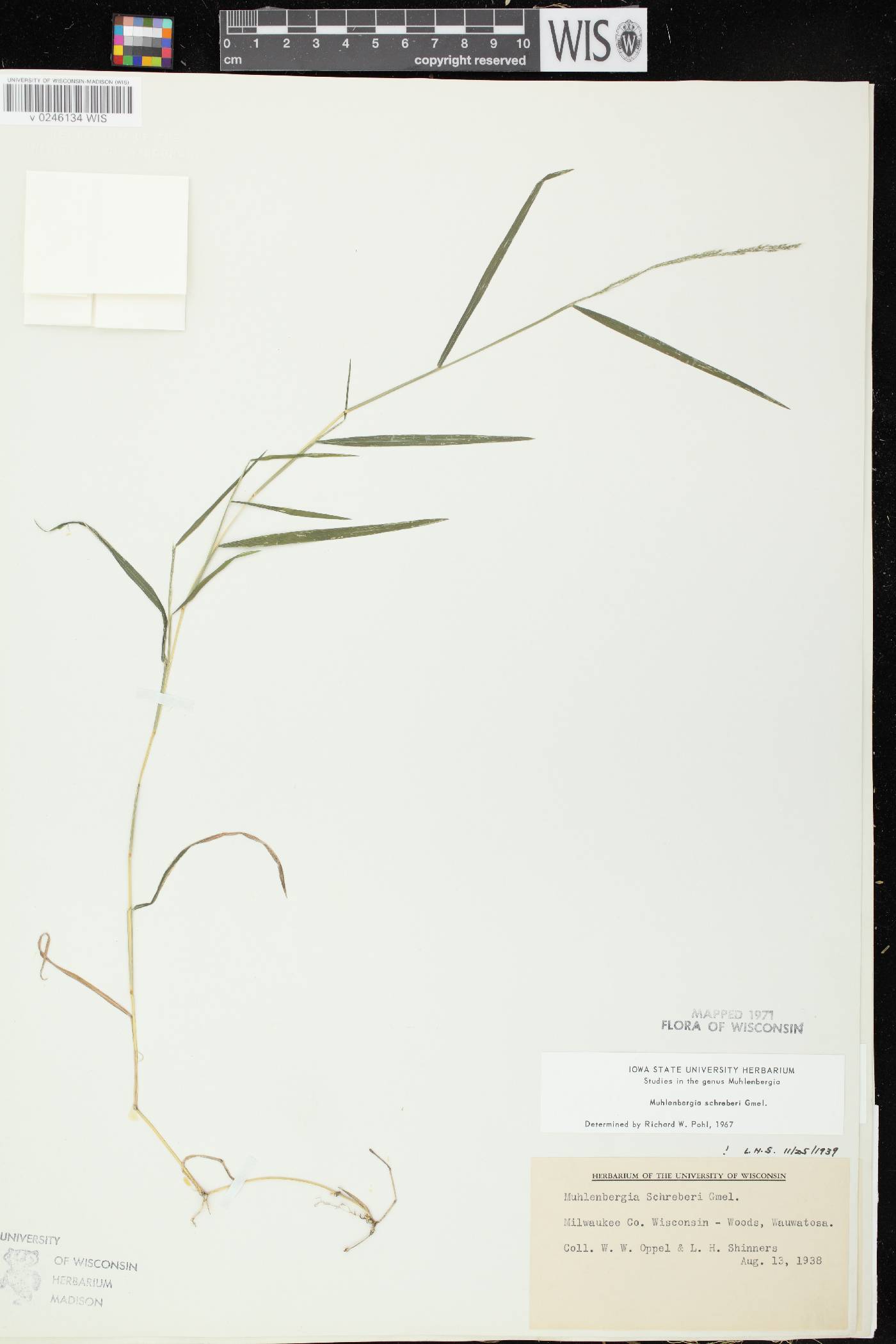 Muhlenbergia schreberi image