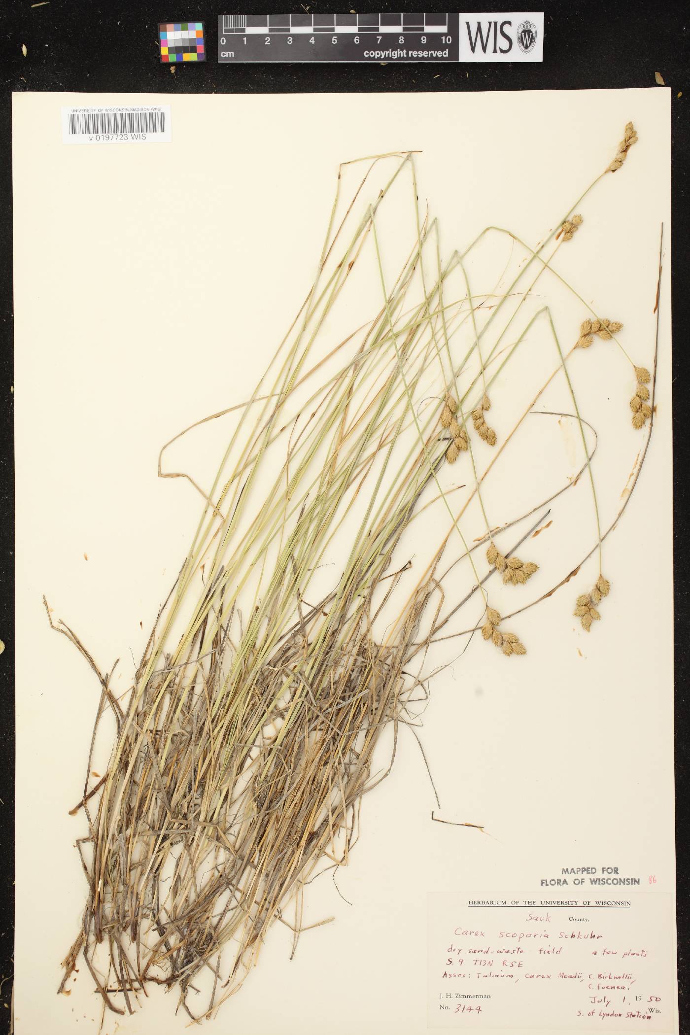 Carex scoparia var. scoparia image