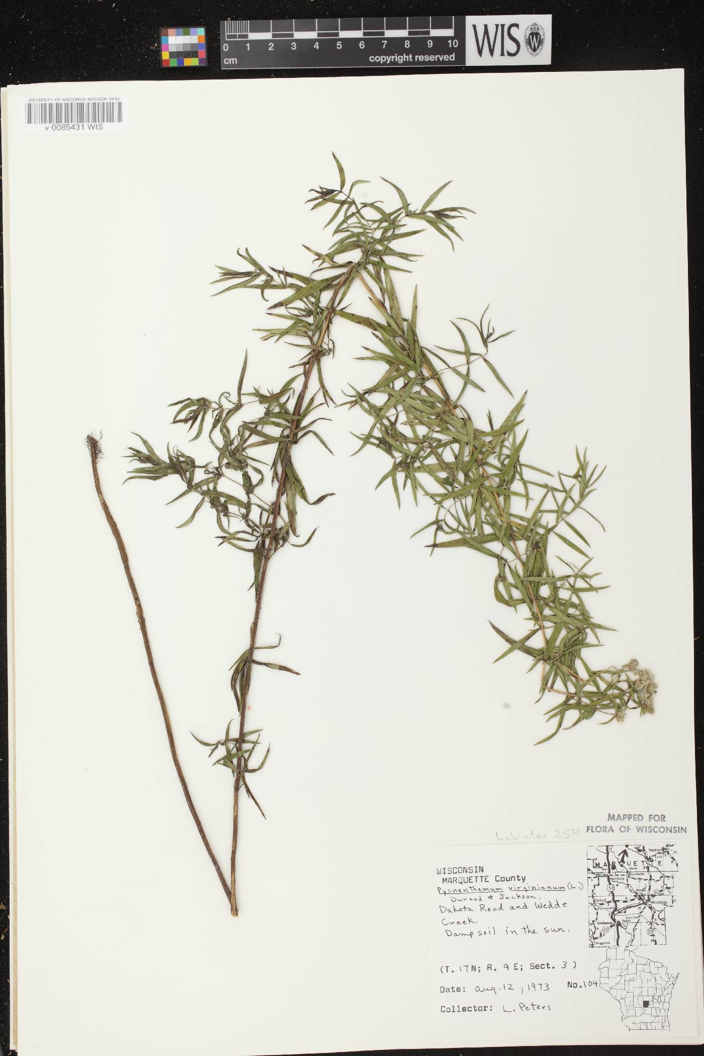 Pycnanthemum virginianum image