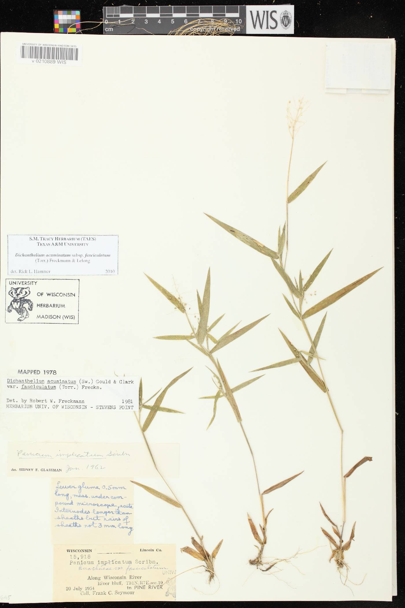 Dichanthelium acuminatum var. fasciculatum image
