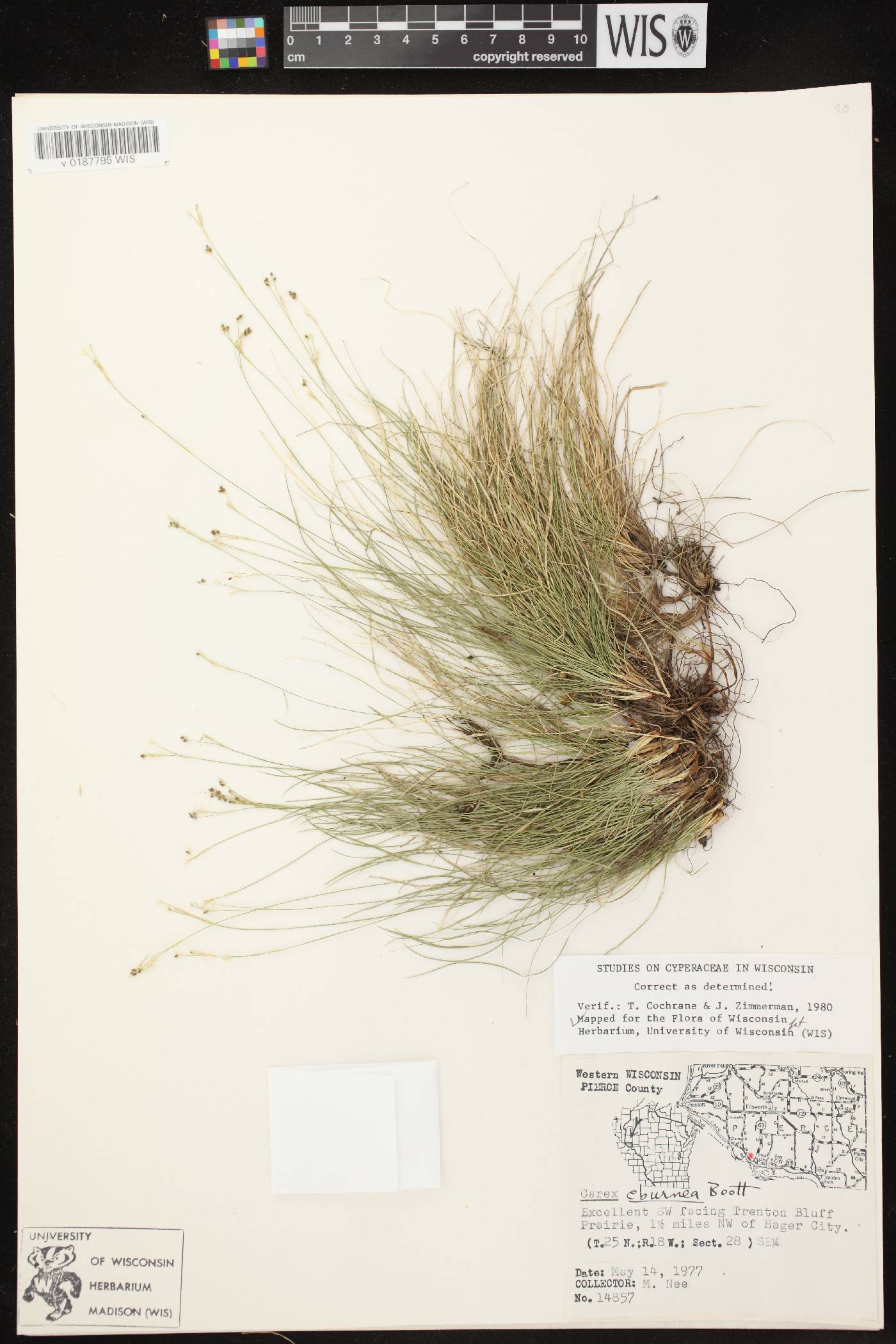 Carex eburnea image