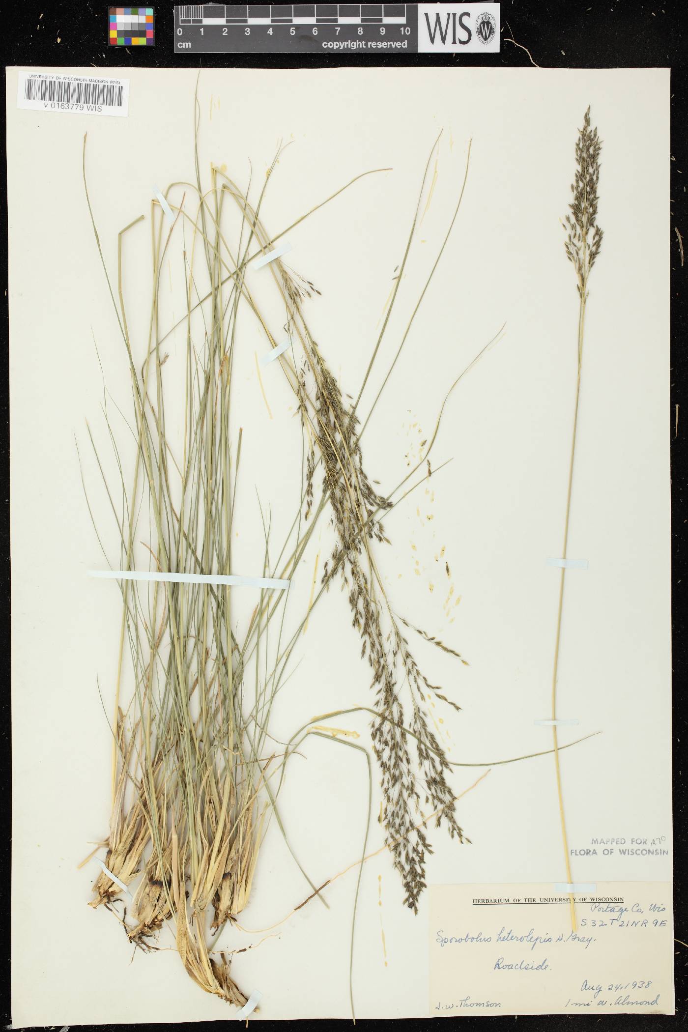 Sporobolus heterolepis image