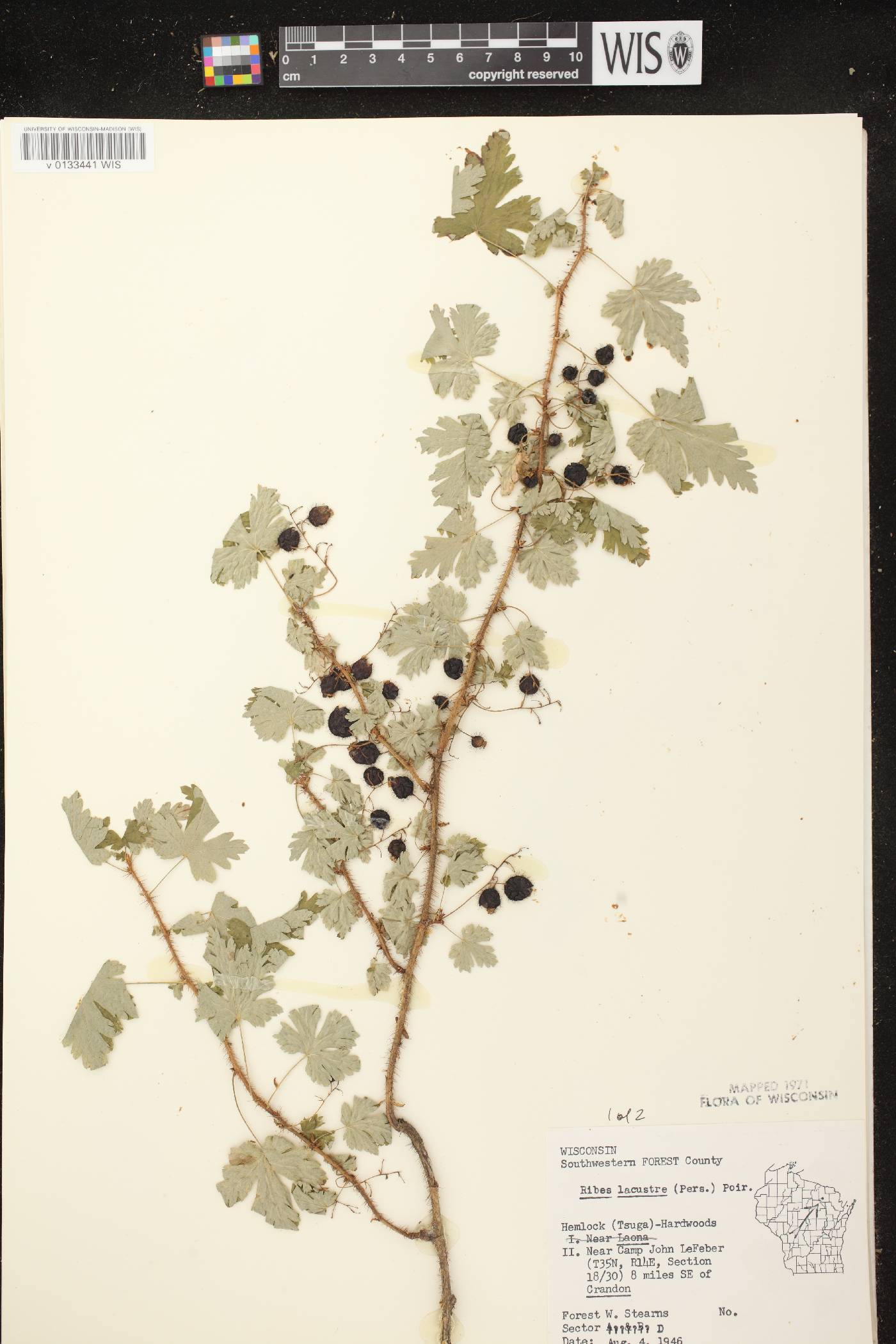 Ribes lacustre image