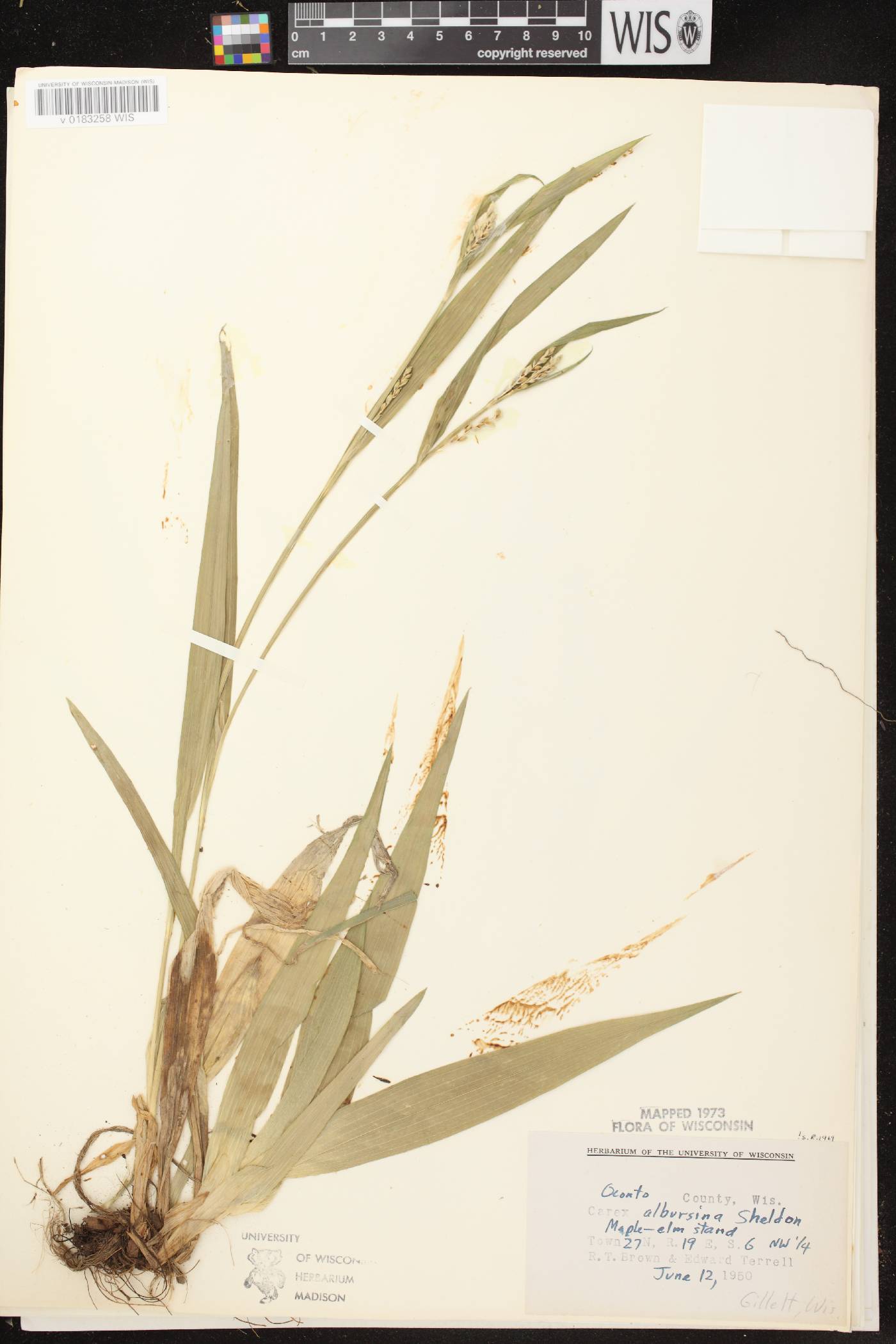Carex albursina image
