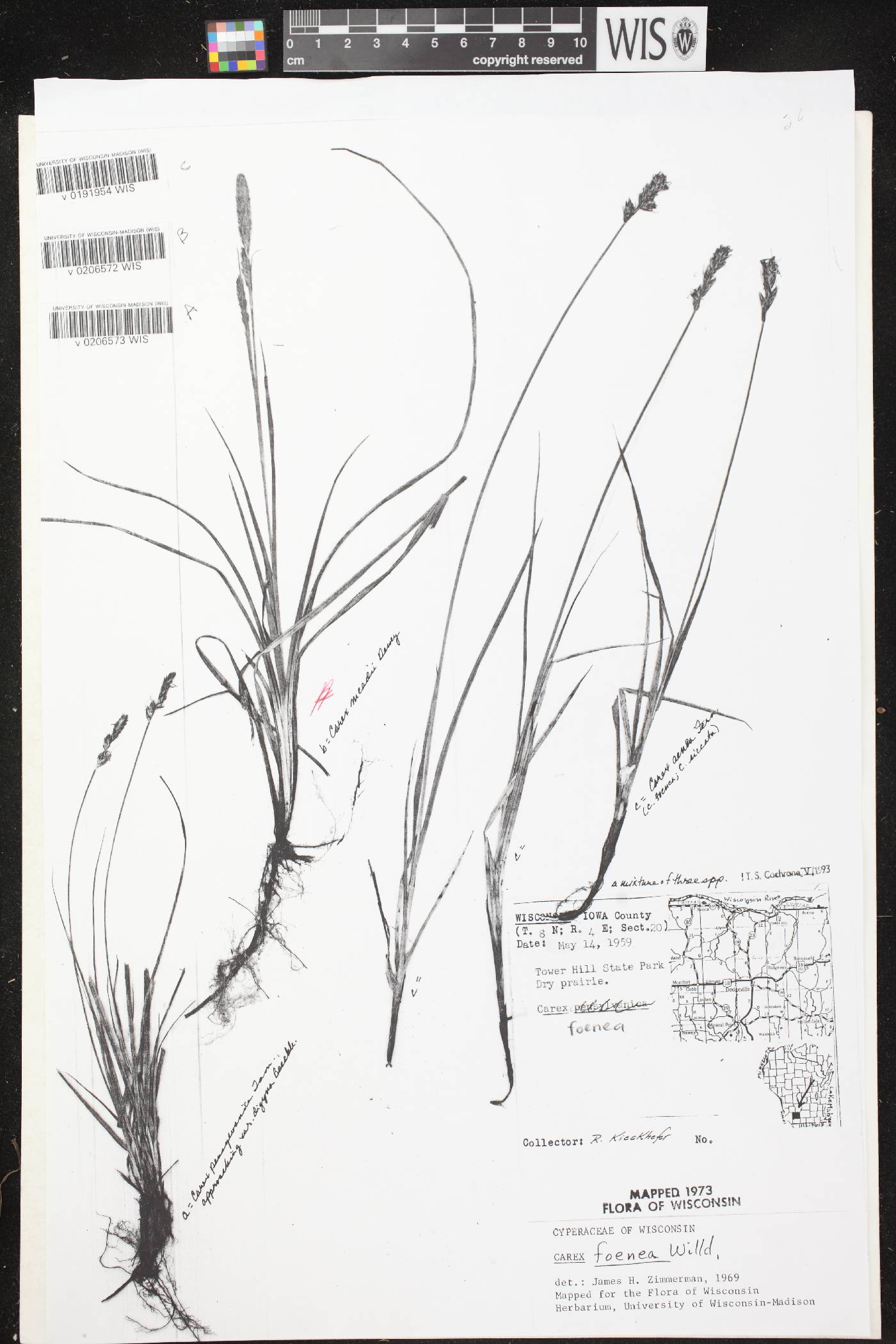 Carex meadii image