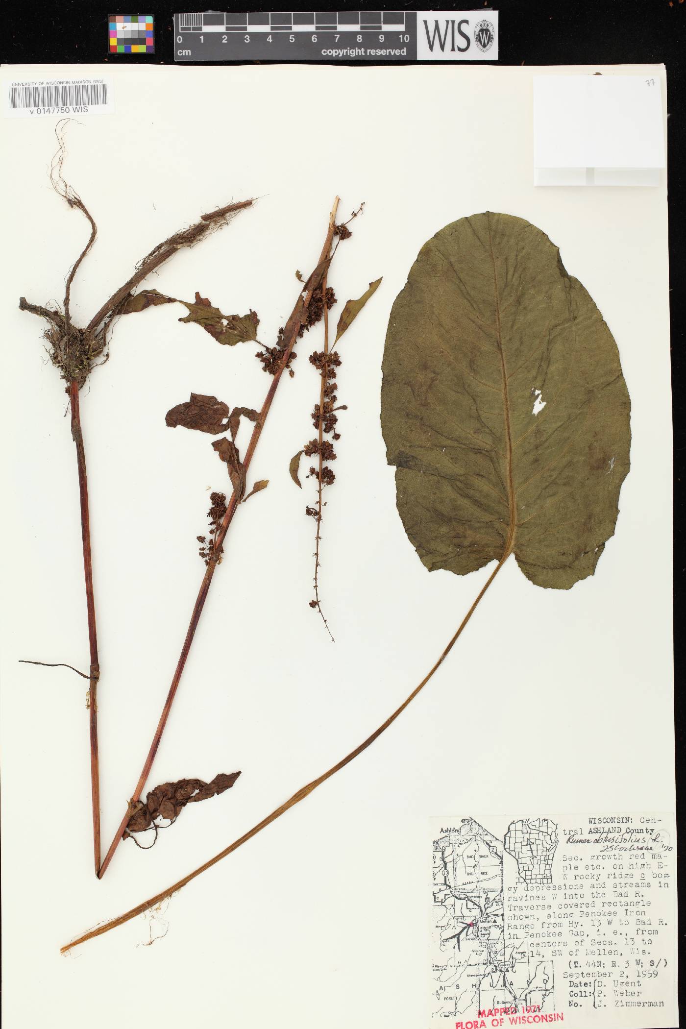 Rumex obtusifolius image