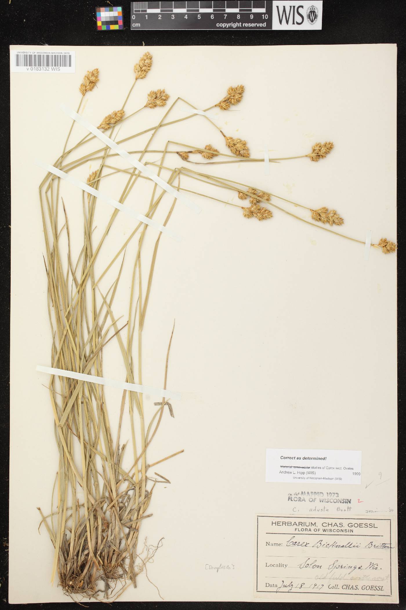 Carex foenea image