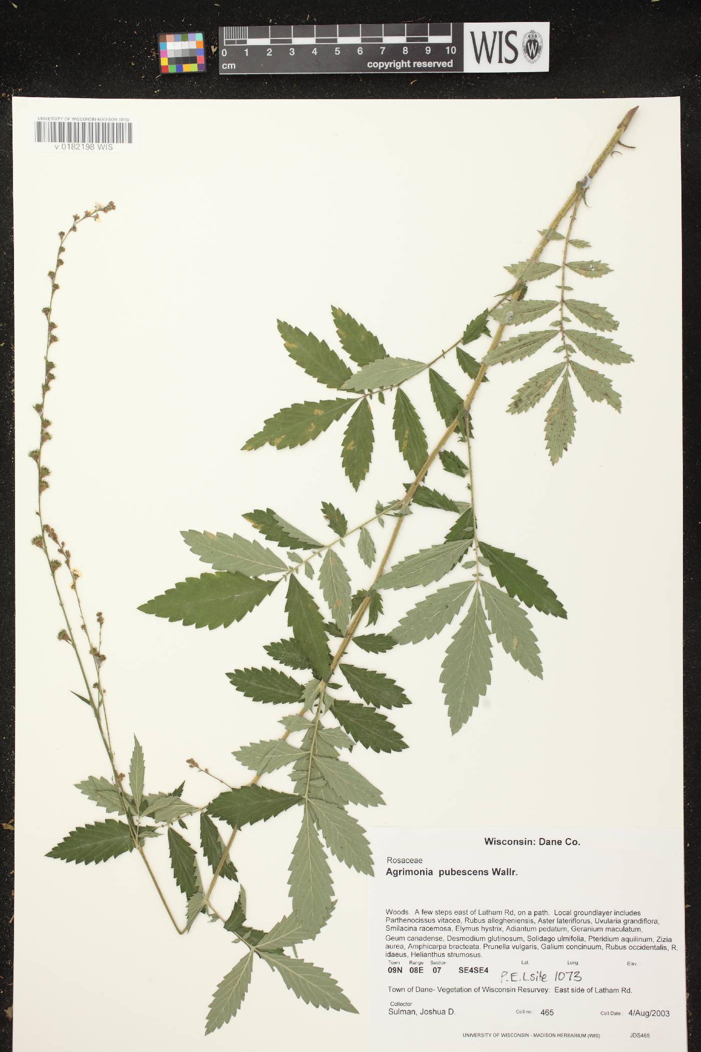 Agrimonia pubescens image