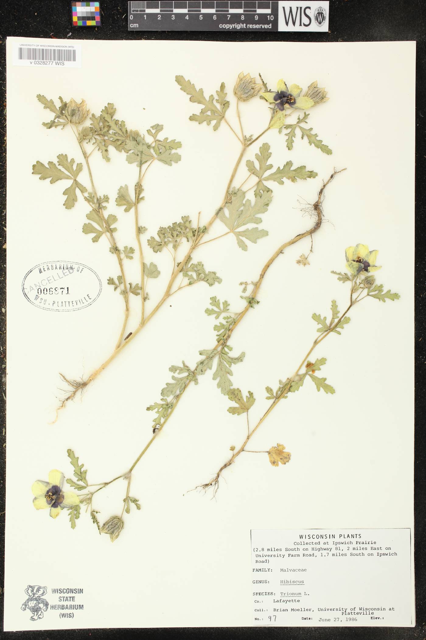 Hibiscus trionum image