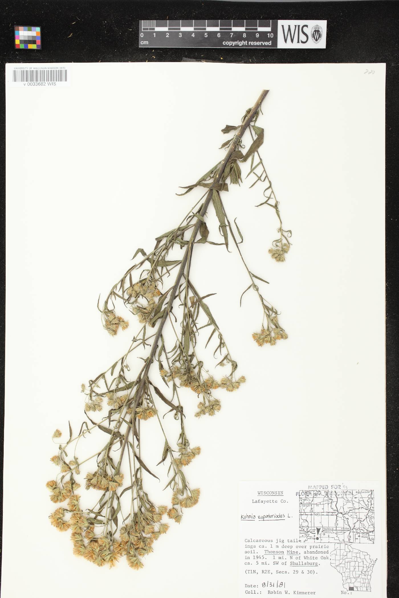 Brickellia eupatorioides image