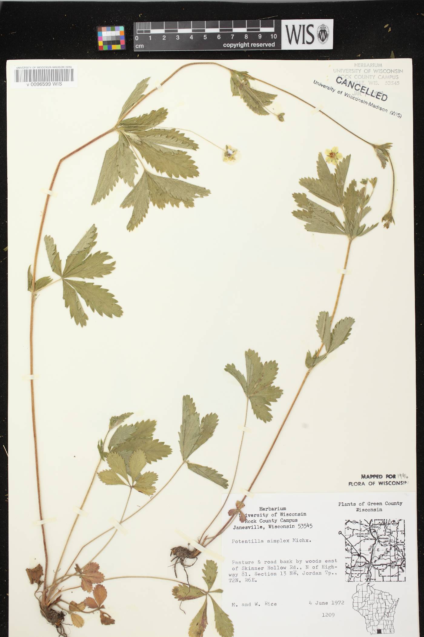 Potentilla simplex image