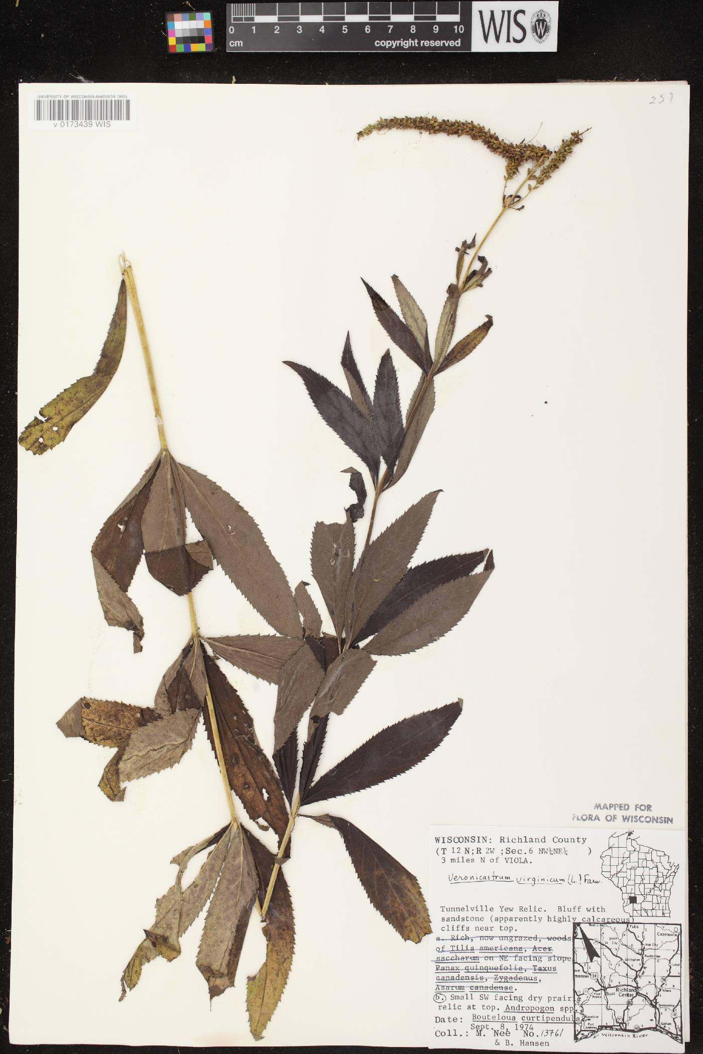 Veronicastrum virginicum image