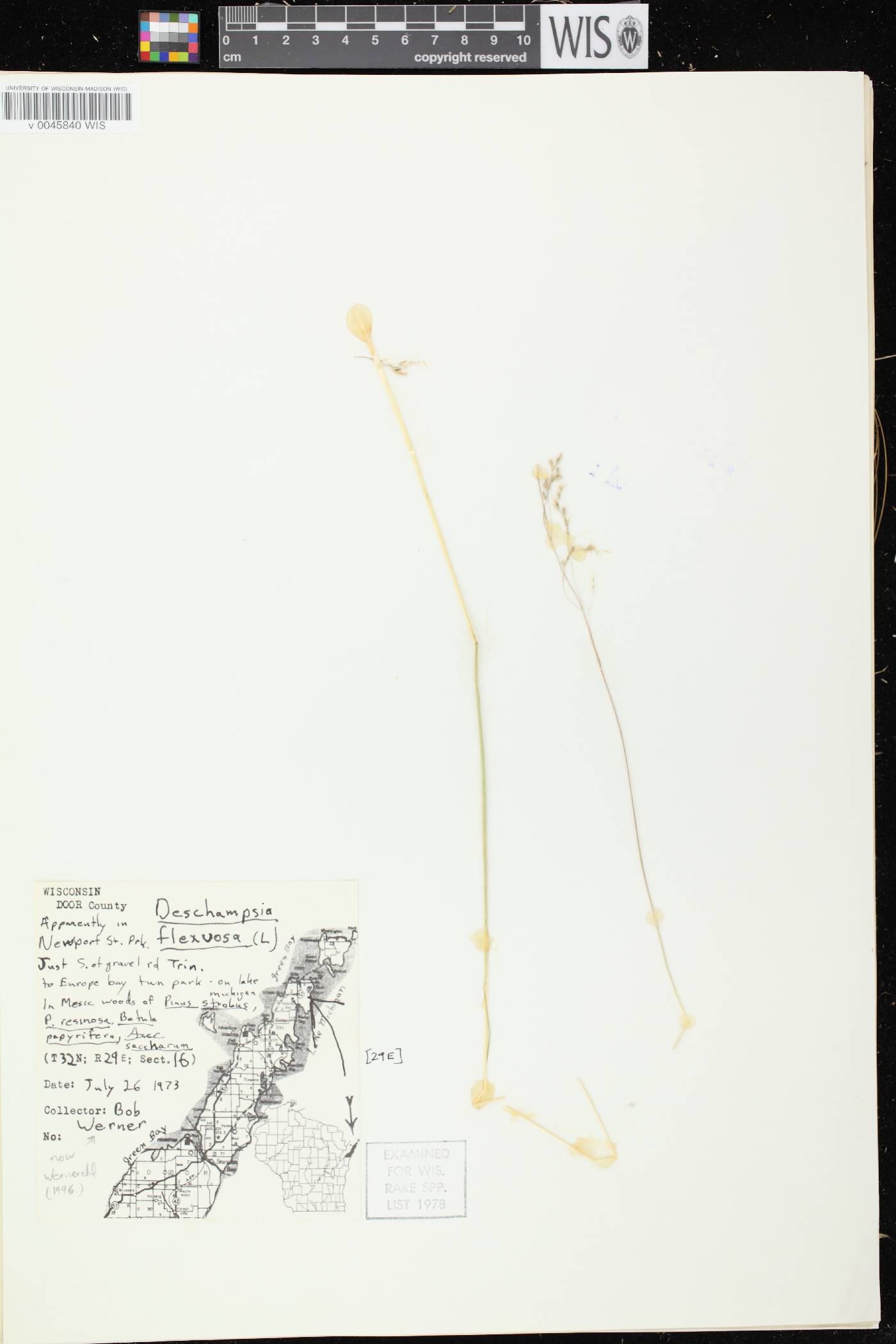 Avenella flexuosa image