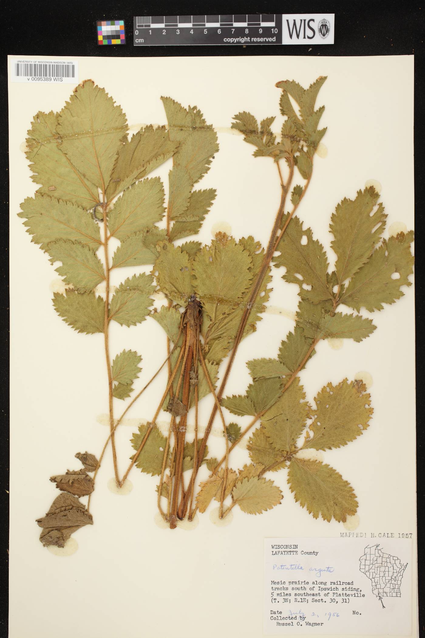 Drymocallis arguta image