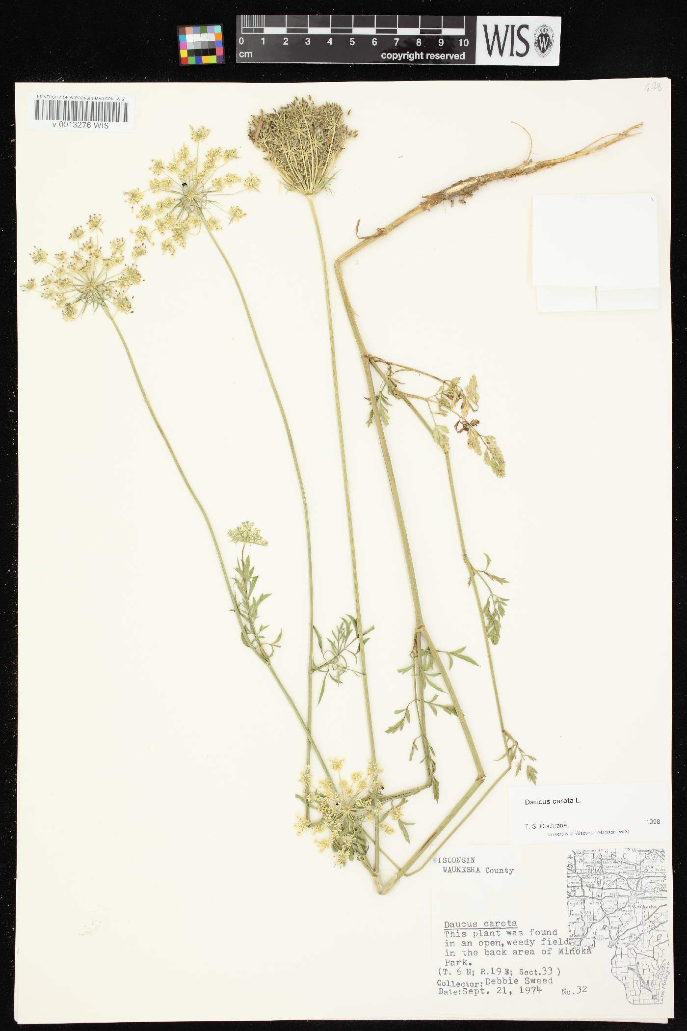 Daucus carota image