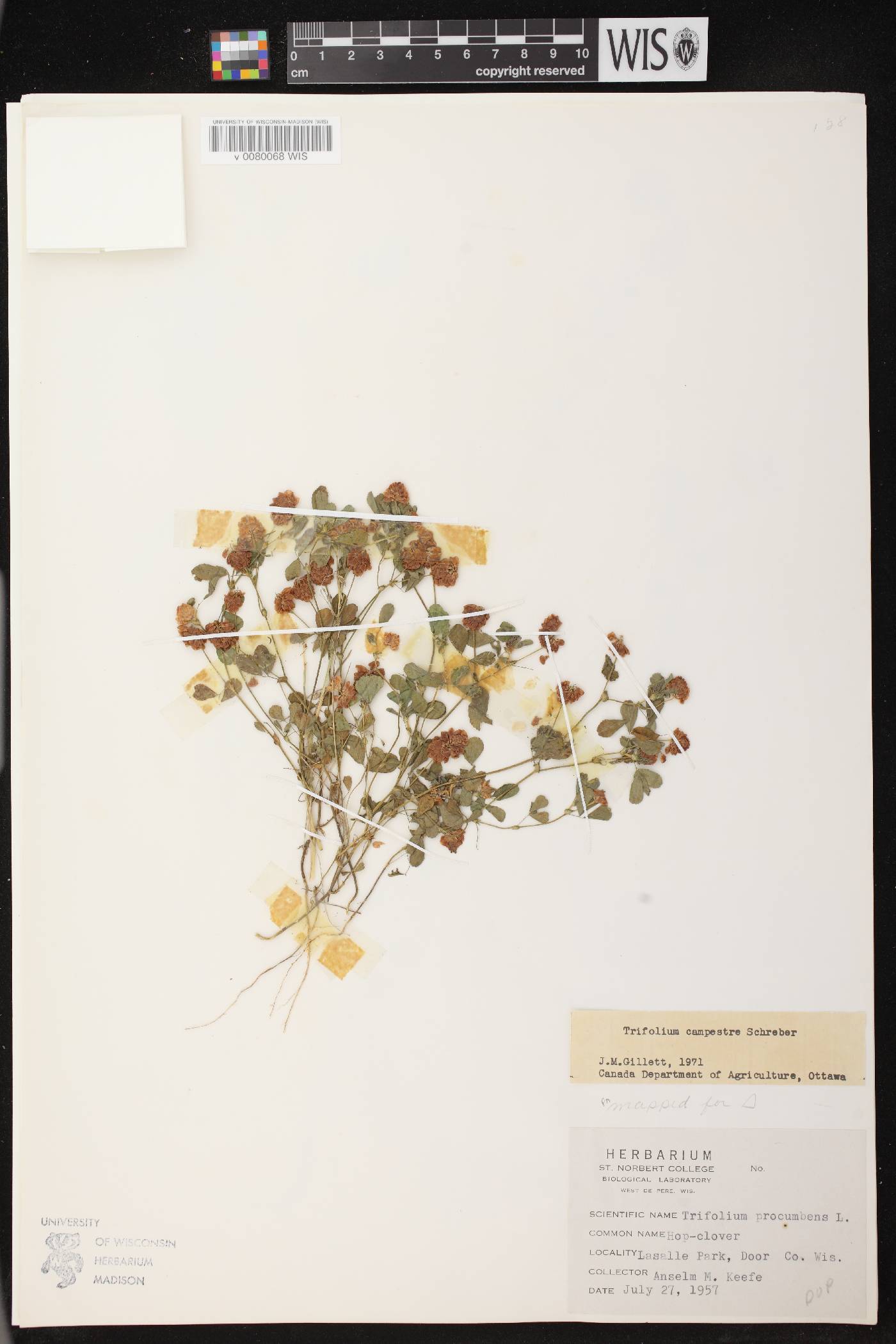 Trifolium campestre image