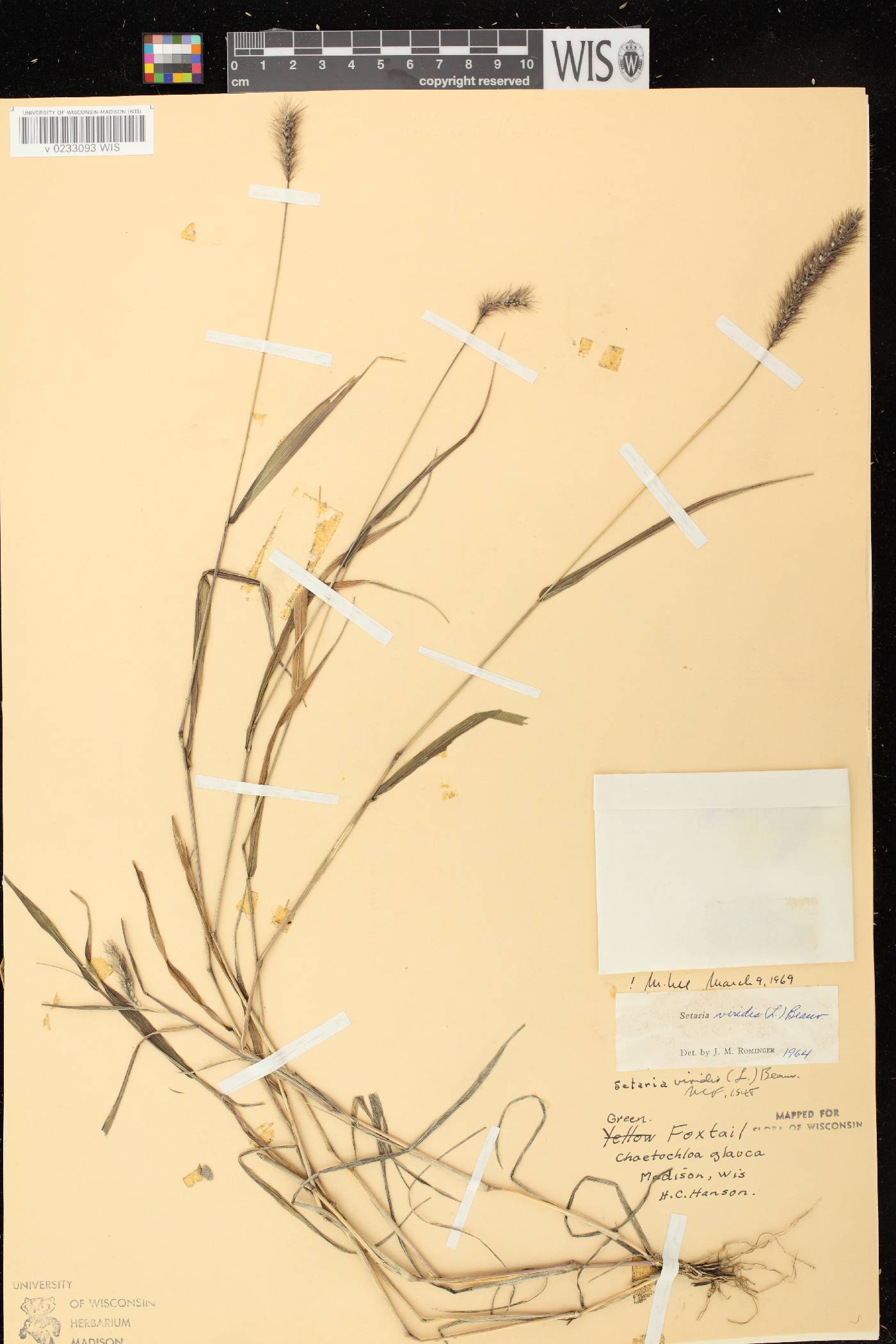 Setaria viridis var. viridis image